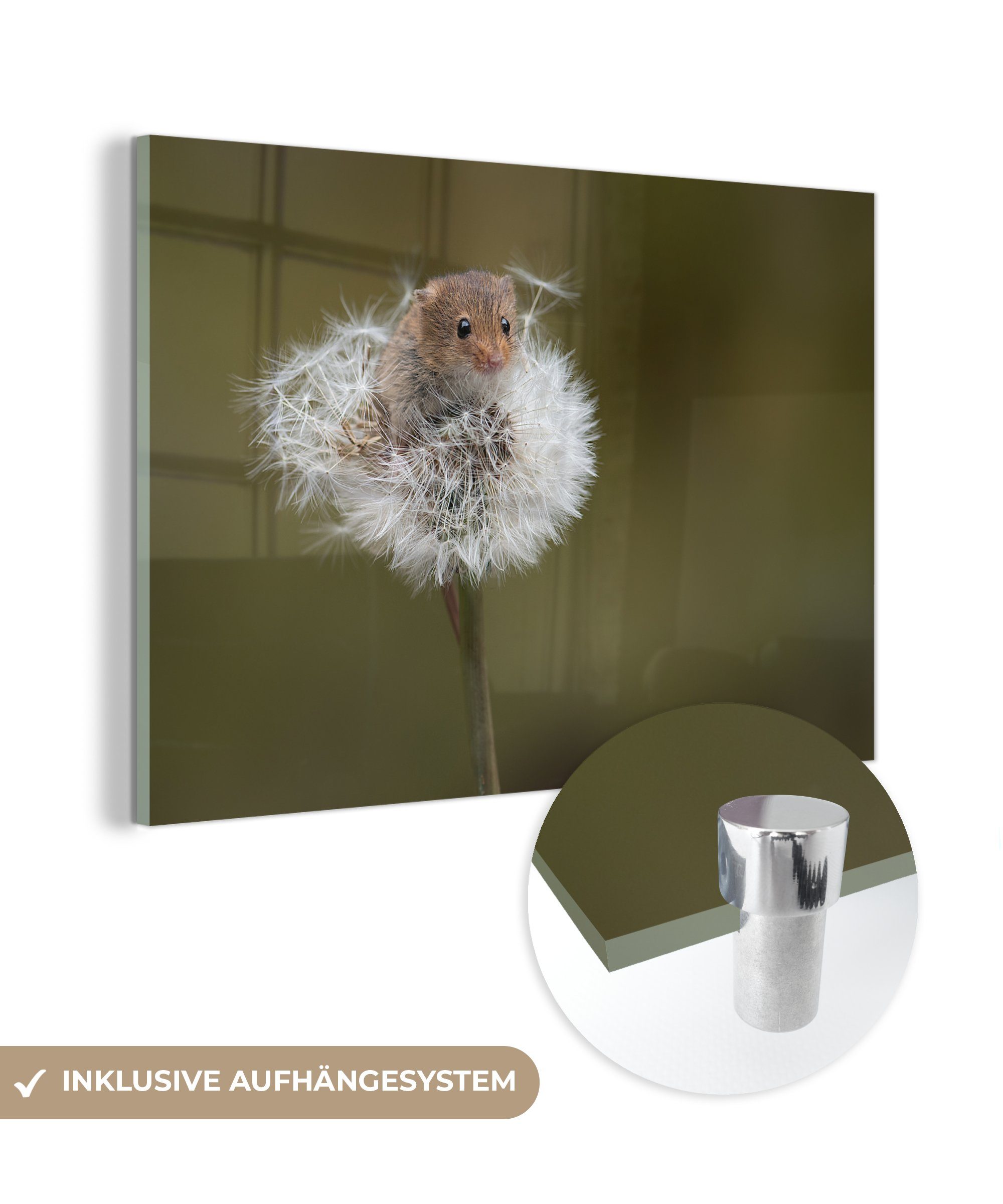 MuchoWow Acrylglasbild Neugierige Maus auf einem Löwenzahn, (1 St), Acrylglasbilder Wohnzimmer & Schlafzimmer