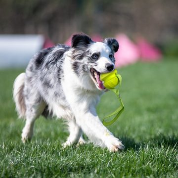 Skipdawg Tierball Wurfball mit Schlaufe, Ø Ball: ca. 7 cm, Länge Seil: ca. 30 cm