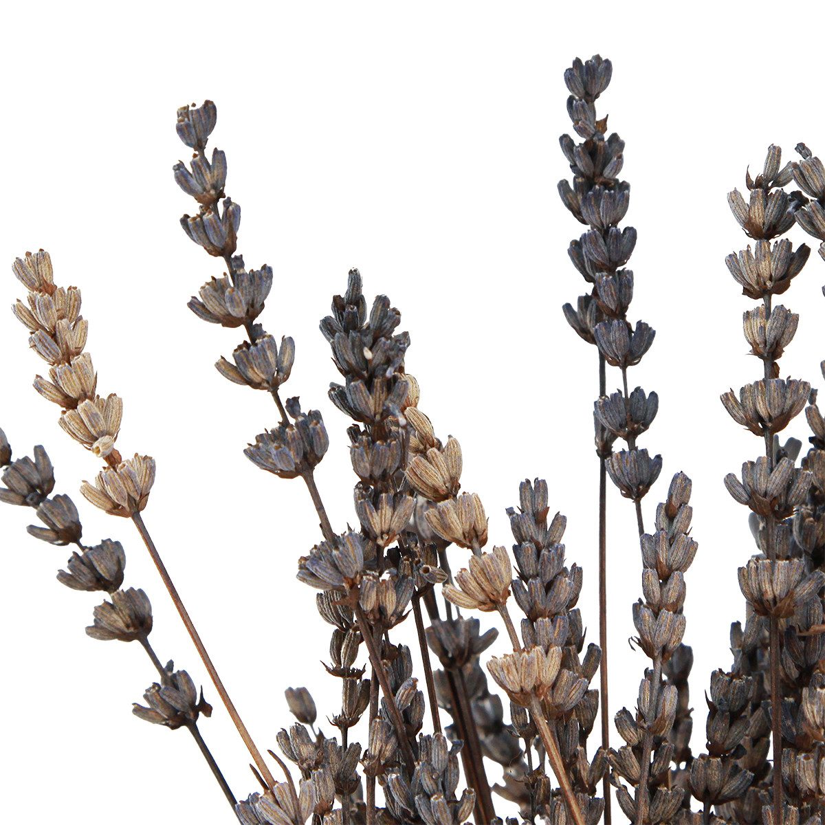 Trockenblume Lavendel Trockenblumen 35-40cm 50g Raumduft günstig online kaufen