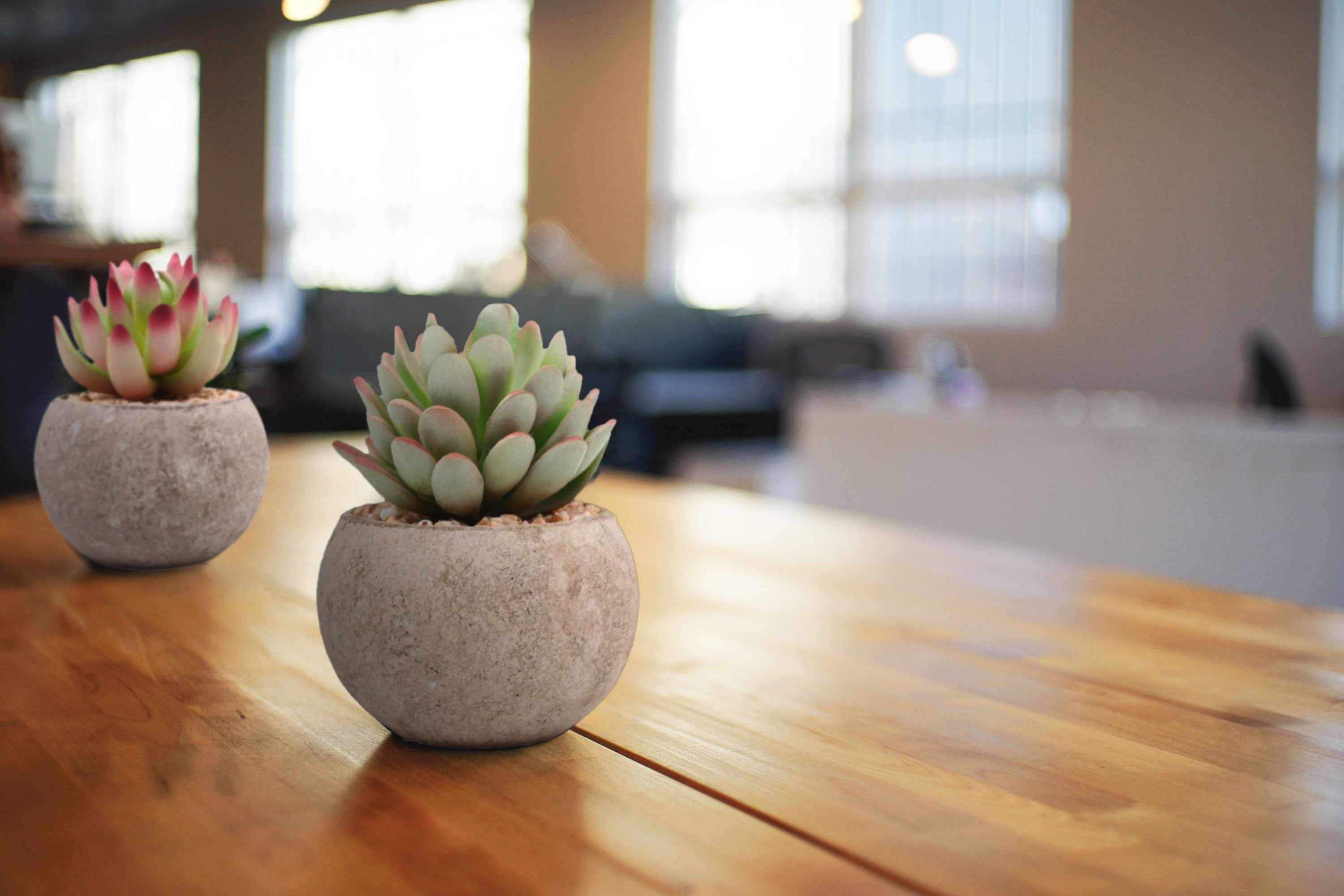 Kunstpflanze Dekorationspflanzen 3er Set, künstliche Zimmerpflanzen - Sukkulenten Kunstpflanze, TOREDOO