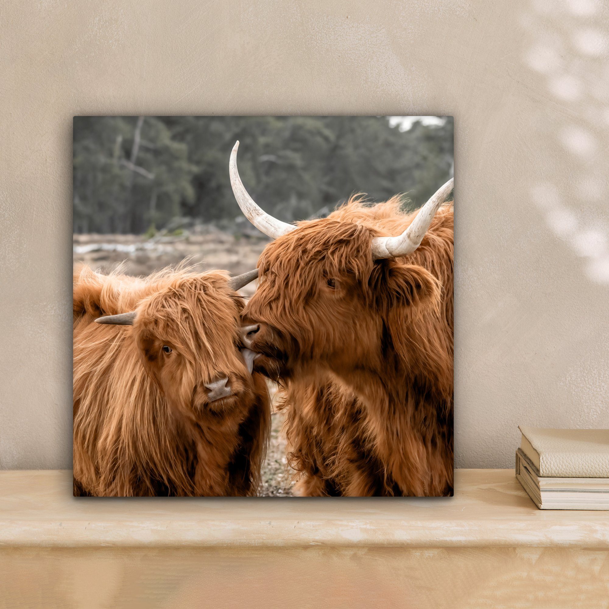 - Kuh - (1 für Wohnzimmer Leinwandbild Schlafzimmer, Highlander OneMillionCanvasses® Tiere, cm St), Schottischer 20x20 Leinwand Bilder