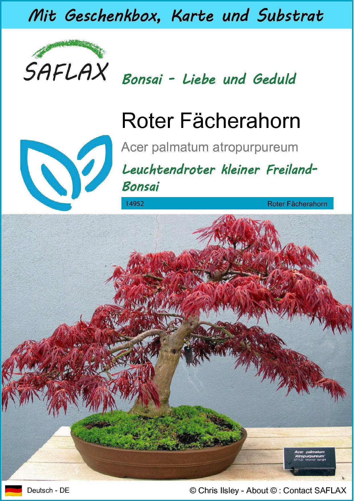 Blumensamen SAFLAX - Geschenkset - Roter Fächerahorn