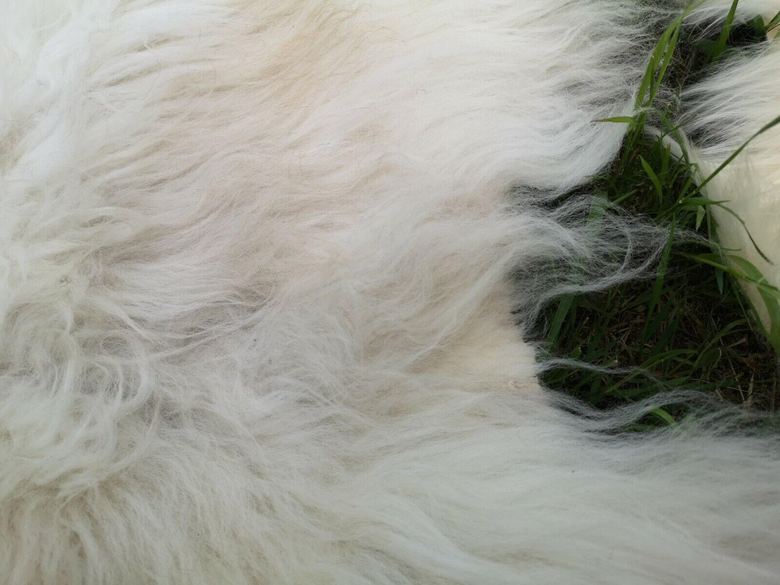 Provellus Fellteppich Hell Öko Schaffell Lammfell günstig online kaufen