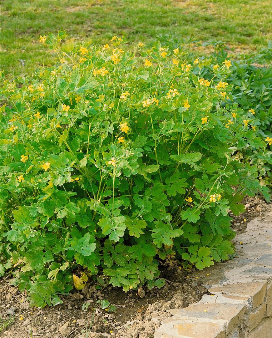 Pflanzen für Dich Staude Chelidonium majus, 1 St., Schöllkraut, Großes Schöllkraut, Warzenkraut