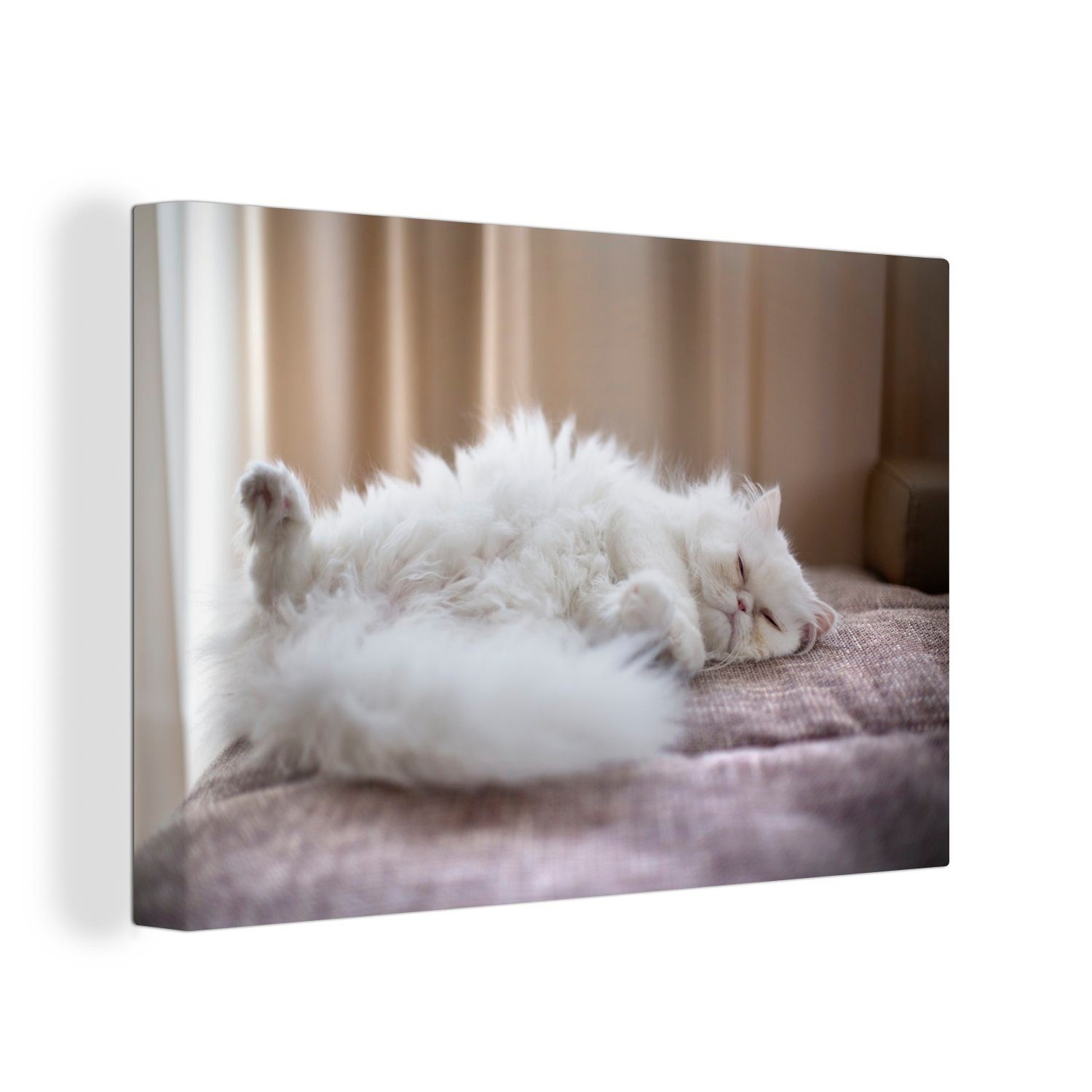 OneMillionCanvasses® Leinwandbild Weiße Perserkatze auf dem Rücken liegend, (1 St), Wandbild Leinwandbilder, Aufhängefertig, Wanddeko, 30x20 cm