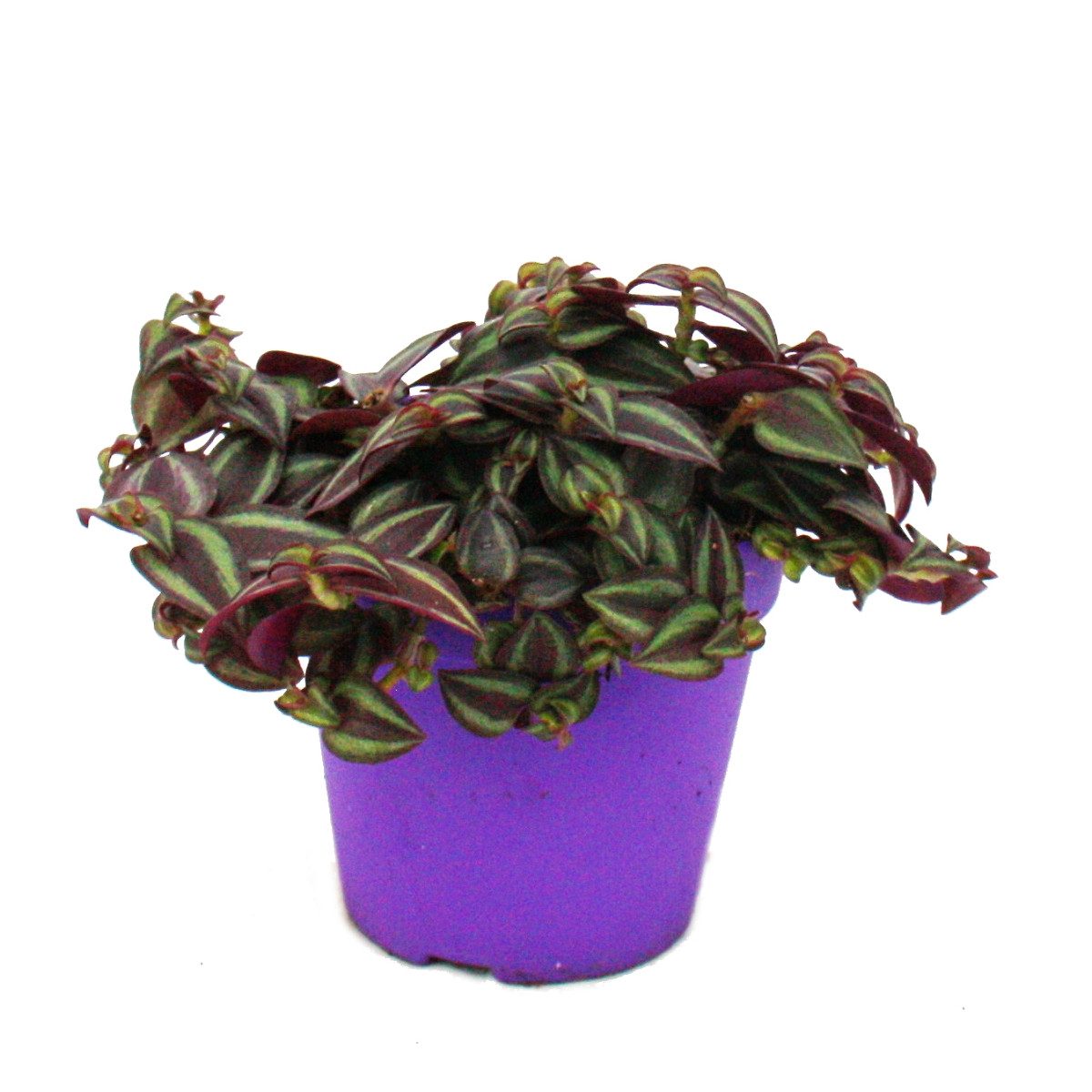 Exotenherz Zimmerpflanze Tradescantia Purple Passion Dreimasterblume lila Blättern 12cm Topf