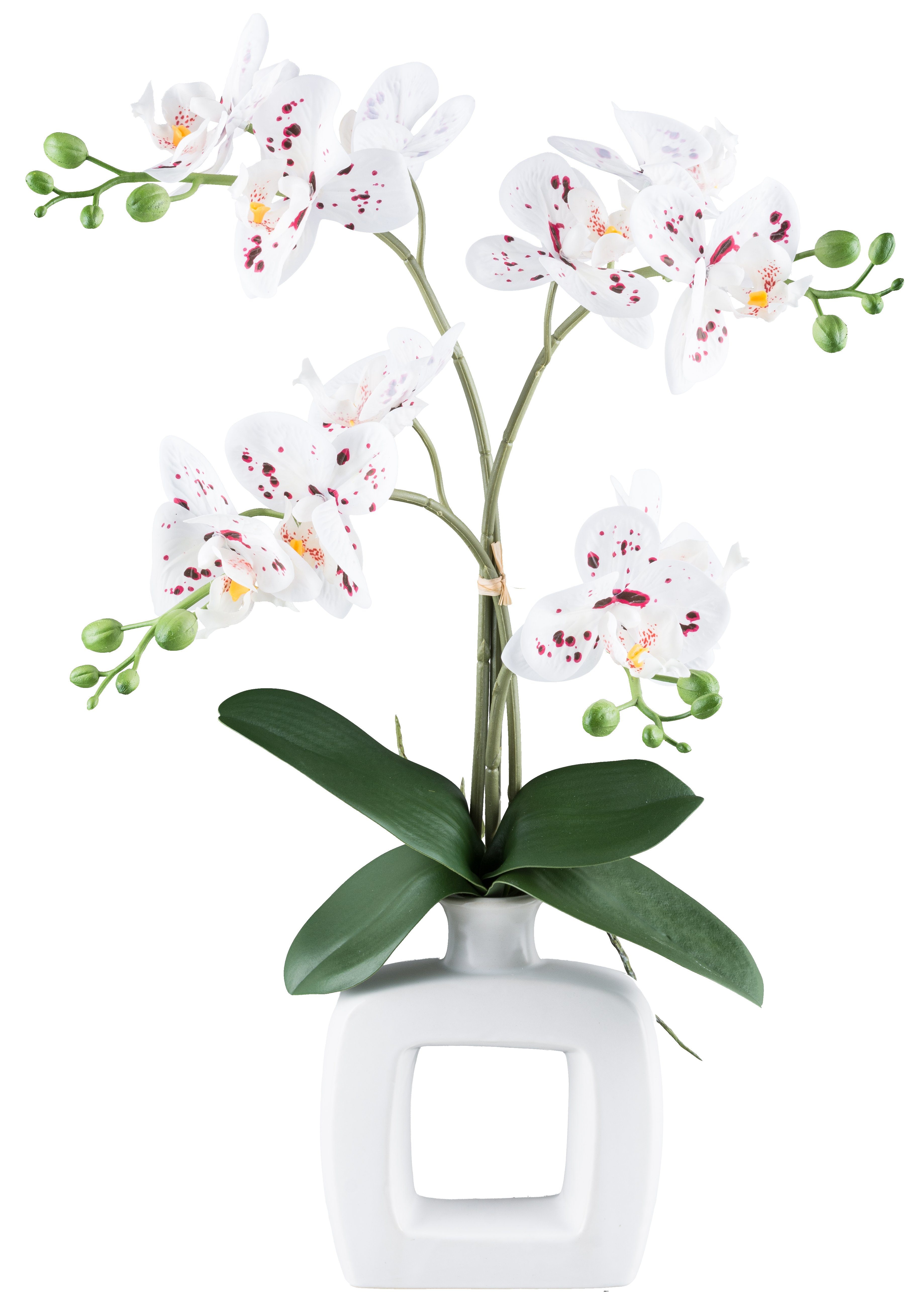 Kunstorchidee Orchidee Phalaenopsis Orchidee, my home, Höhe 55 cm, mit real günstig online kaufen