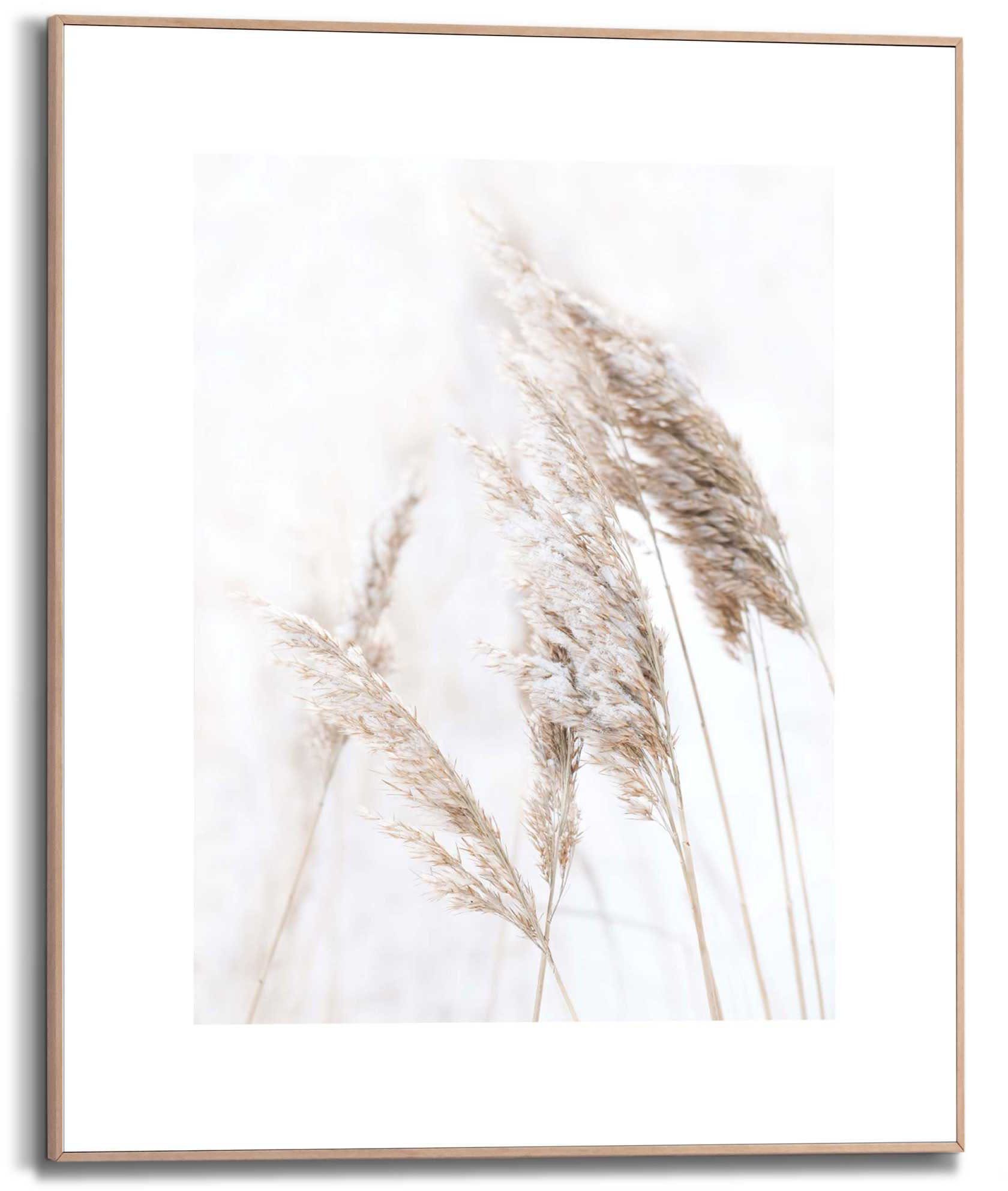 Reinders! Kunstdruck Pampasgras günstig online kaufen