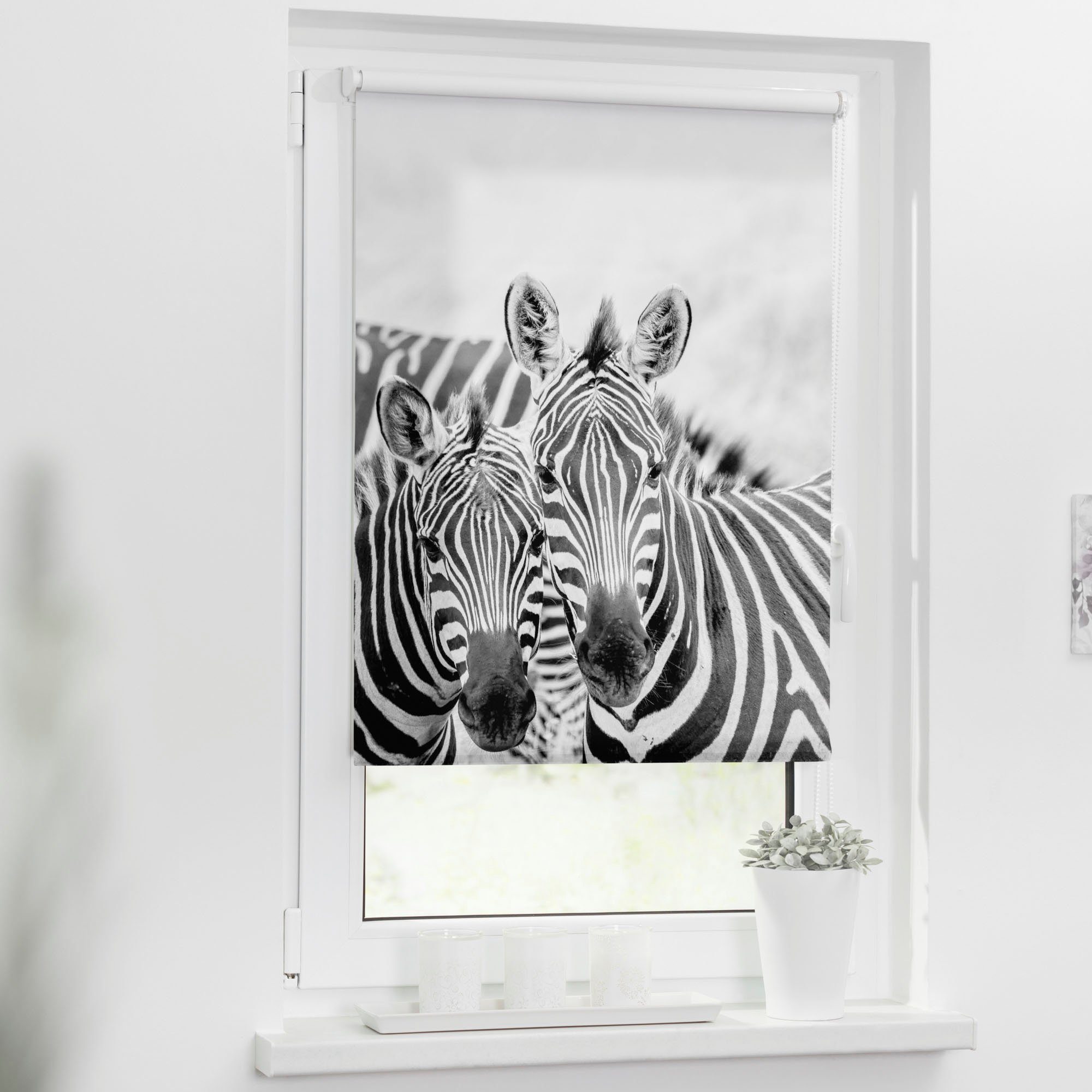 Seitenzugrollo Klemmfix Motiv Zebra, LICHTBLICK ORIGINAL, Lichtschutz, ohne  Bohren, freihängend, Klemmfix, bedruckt | Seitenzugrollos