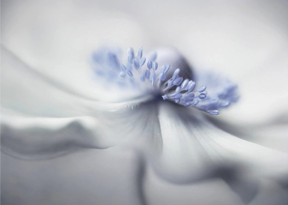 Papermoon Poster "Anemone spirit" von Mandy Disher, 250 g/m² Galeriedruck, Mit oder ohne Rahmen, brillante UV-beständige Farben, Made in Germany
