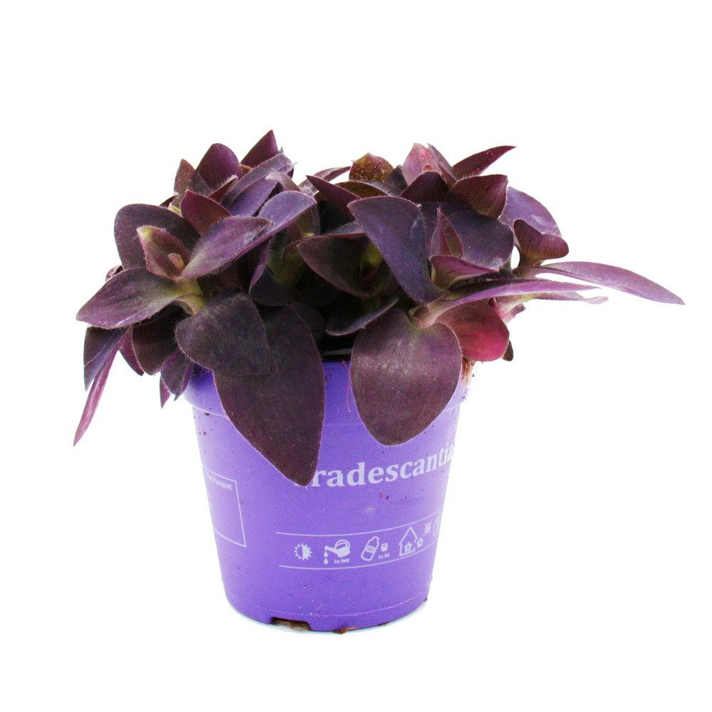 Exotenherz Zimmerpflanze Dreimasterblume Tradescantia pallida Rotblatt 12cm Topf lila