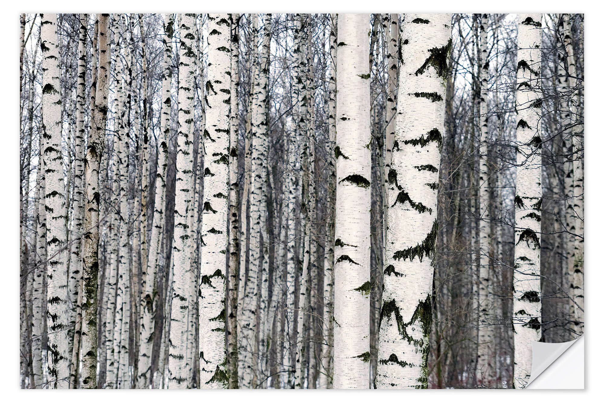 Posterlounge Wandfolie Editors Choice, Birkenwald im Winter, Rustikal Fotografie