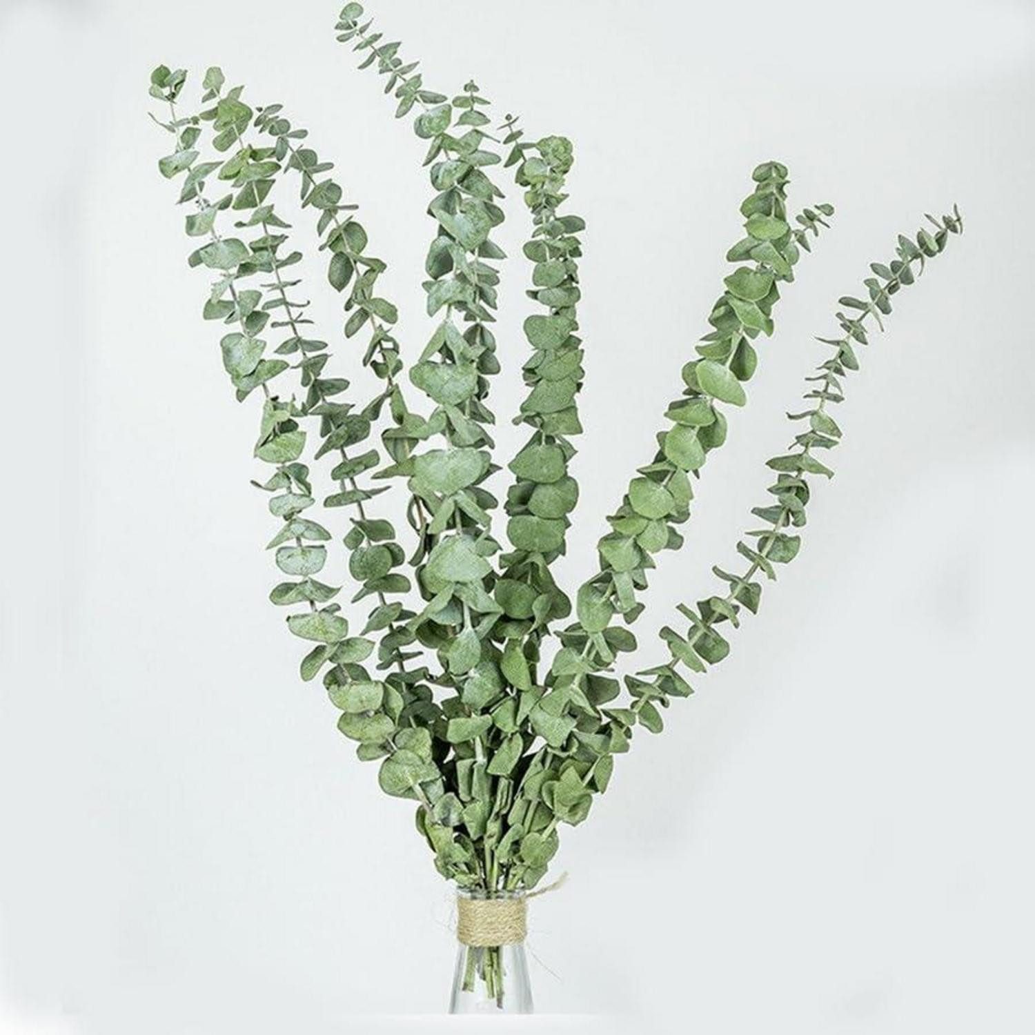 Trockenblume Getrockneter Eukalyptus 15er Pack 45cm, LuxusKollektion, Höhe 5 cm