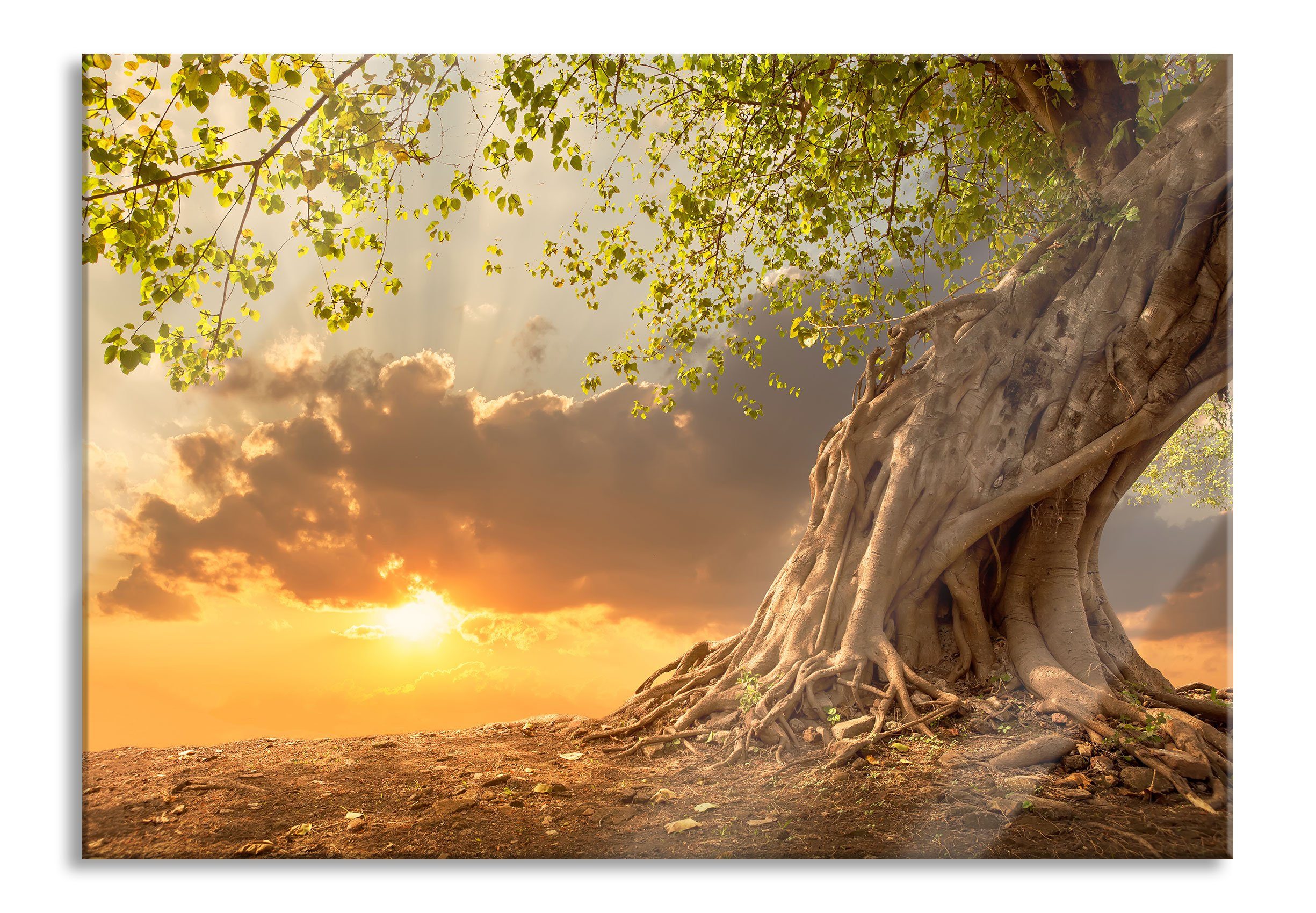 Glasbild Baum