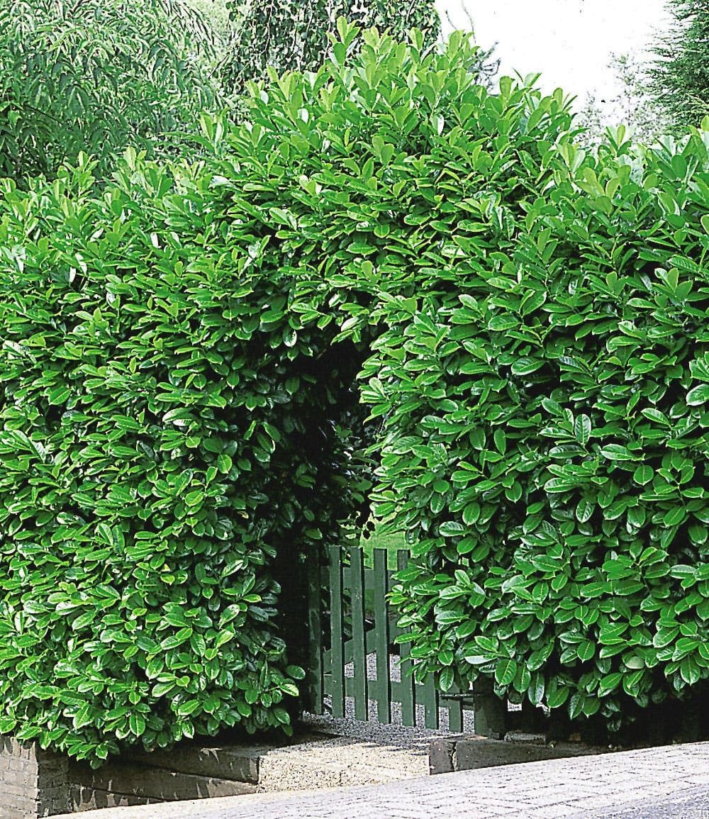 BALDUR Garten Hecken Kirschlorbeer-Hecke, 1 St., Lorbeer-kirsche, immergrün, winterhart, blickdicht