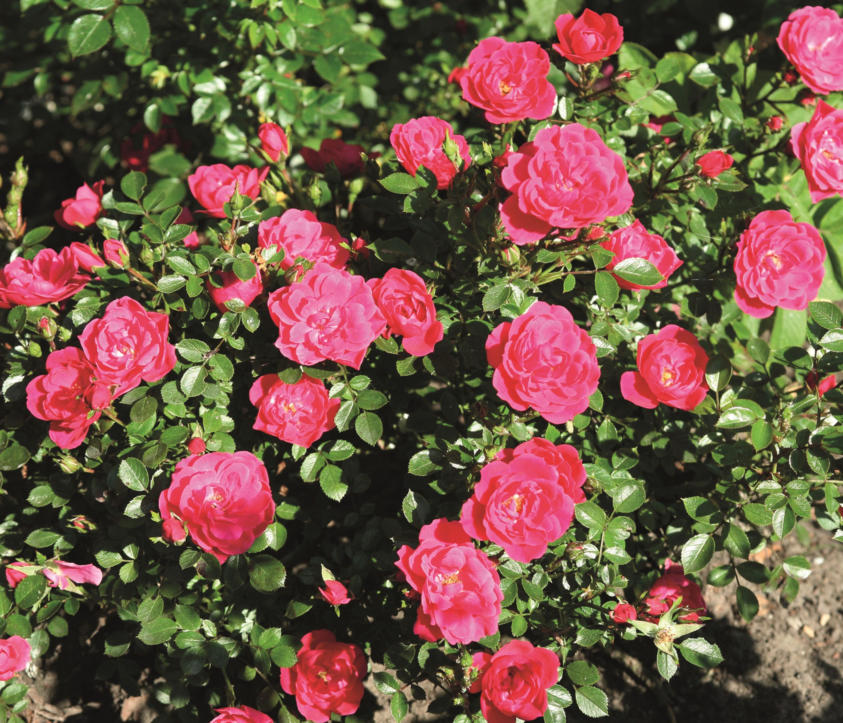 Dehner Rose Zwergrose Hobby®,pink-farbene Blüten, 15-30 cm exkl. Pflanztopf, Züchter Tantau, gefüllte, kleinblütige Blüten, nicht duftend