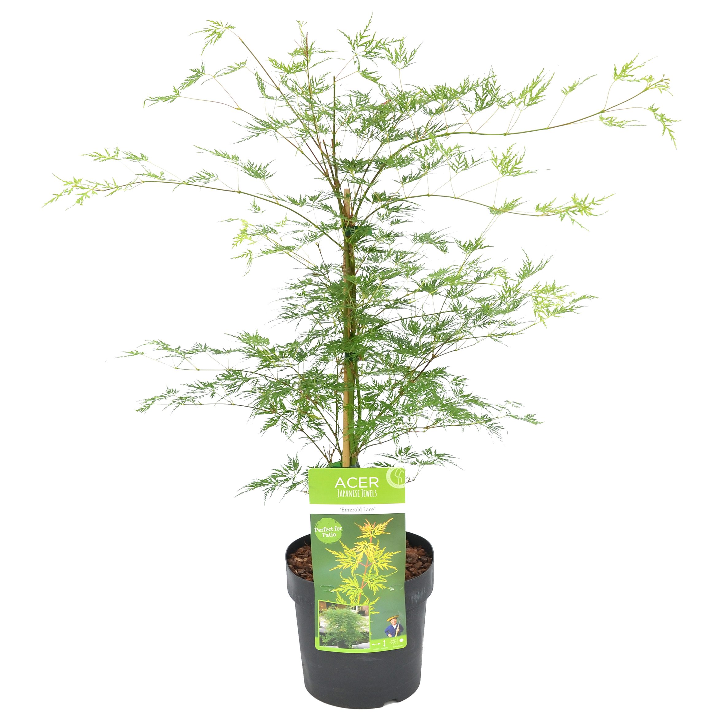 Bloomique Zierstrauch Bloomique - Acer Palmatum Emerald Lace - Japanischer Ahorn - Grünes La, 1 St.