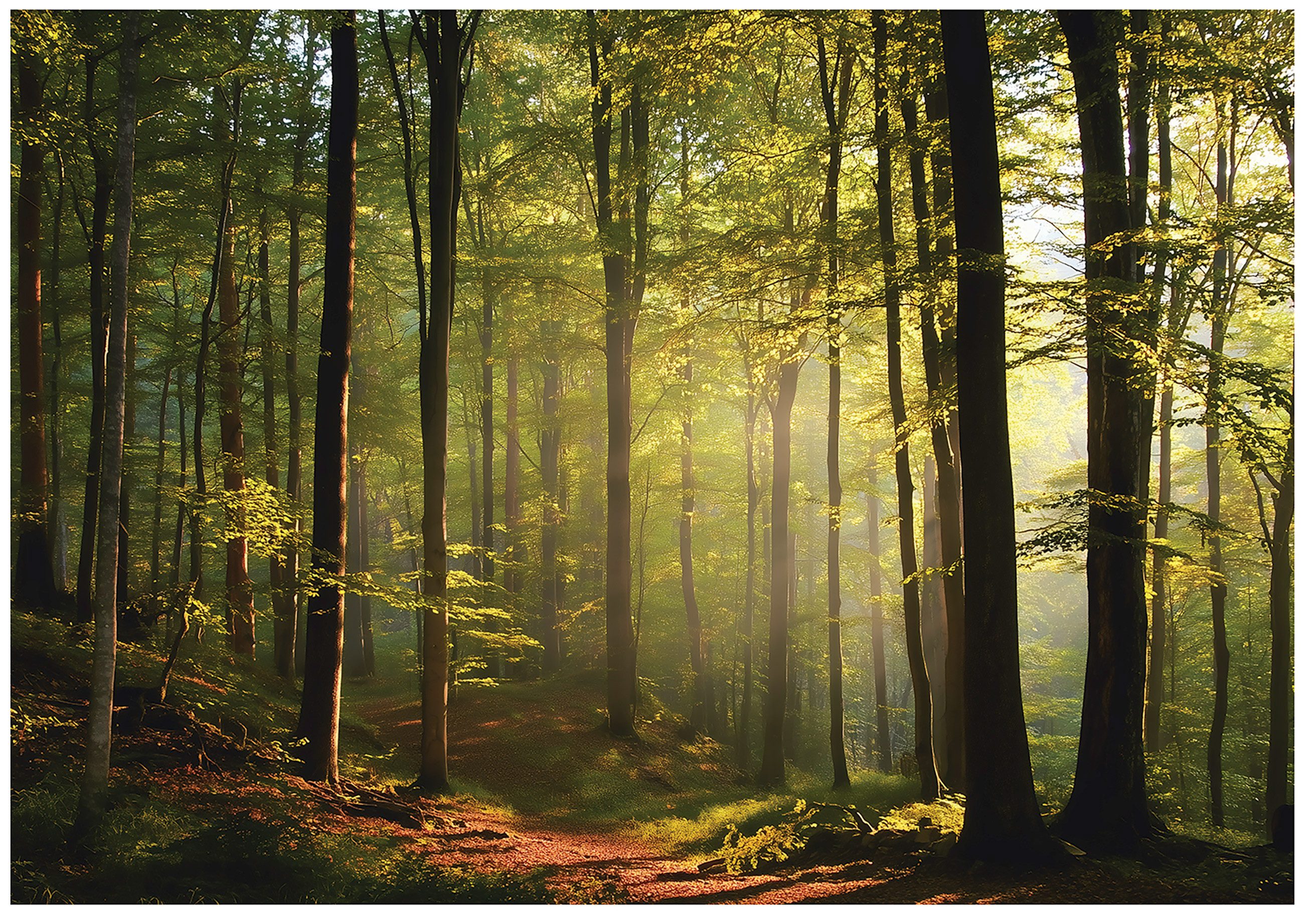 Wallarena Fototapete Wald Natur Grün Orange Vlies Tapete Wohnzimmer Schlafz günstig online kaufen