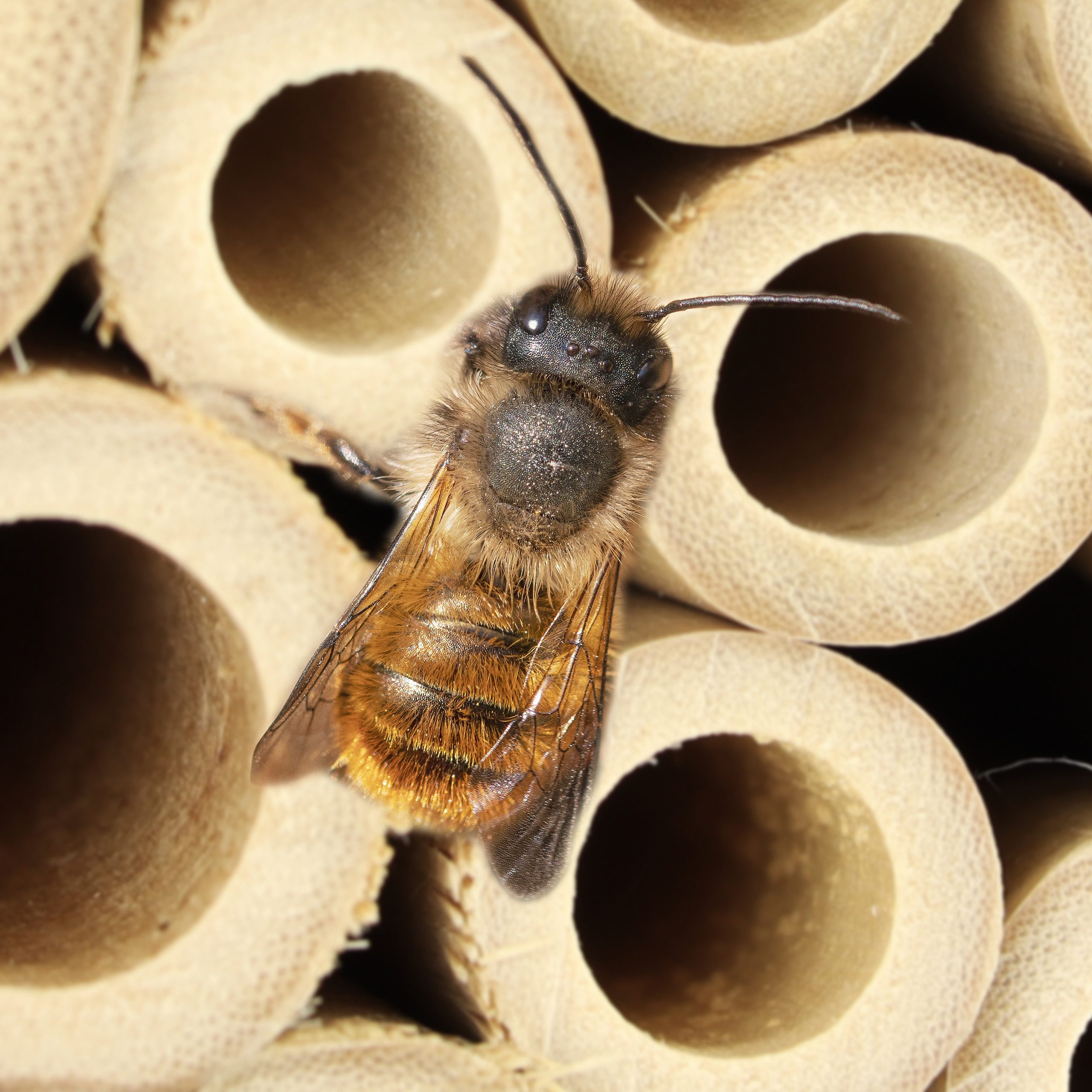 relaxdays Insektenhotel Bienenhotel mit Blumentopf 2er Set