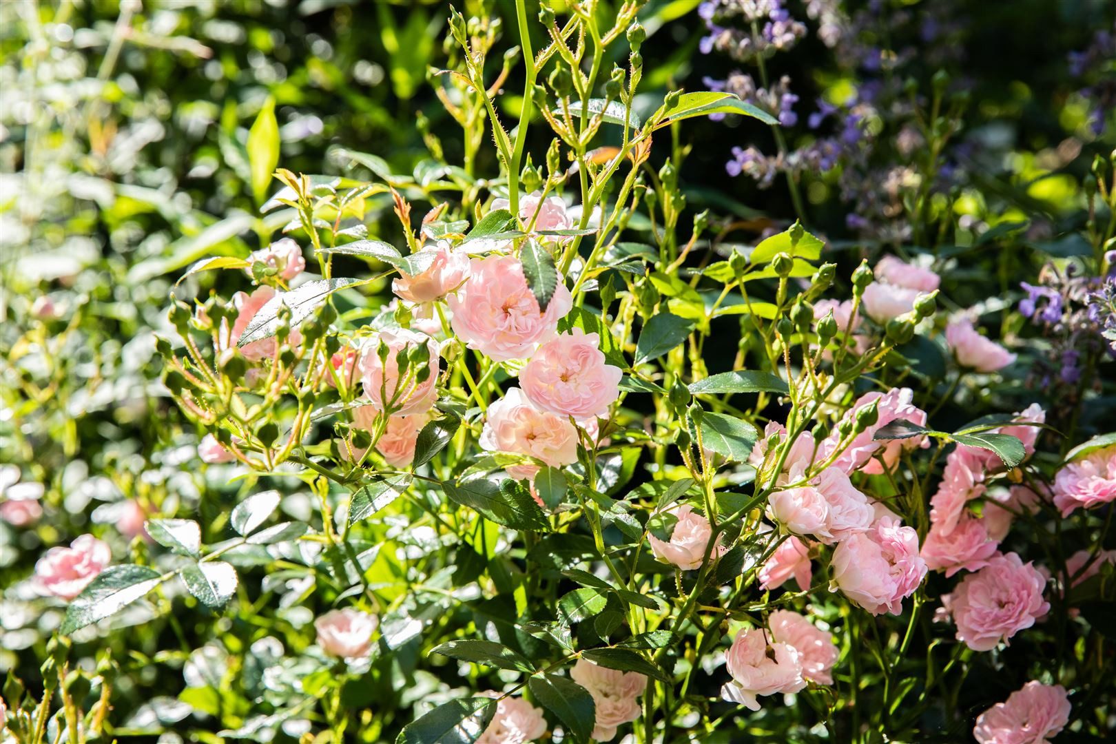 Pflanzen für Dich Rose Rosa 'The Fairy'
