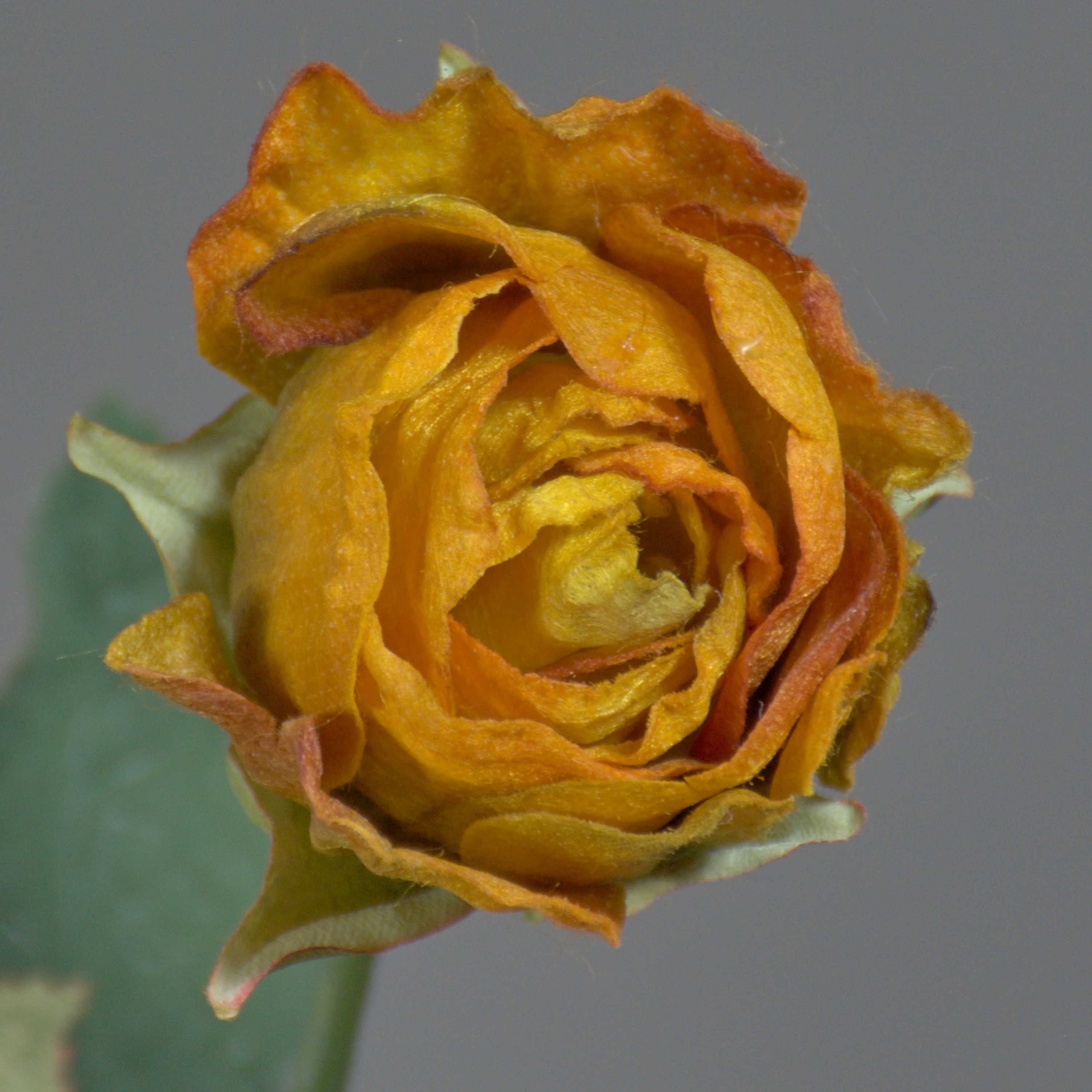 Kunstblume Künstliche Rose Freida, Eco Collection, orange-gelb, 60cm, Ø4cm Rose, artplants, Höhe 60.0 cm