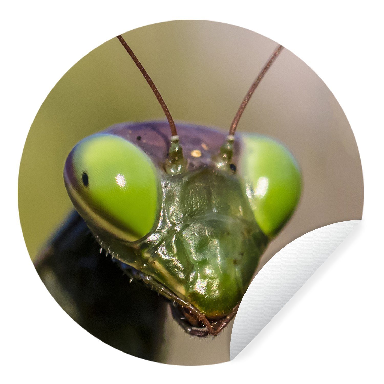 MuchoWow Wandsticker Grashüpfer - Insekt - Tiere (1 St), Tapetenkreis für Kinderzimmer, Tapetenaufkleber, Rund, Wohnzimmer