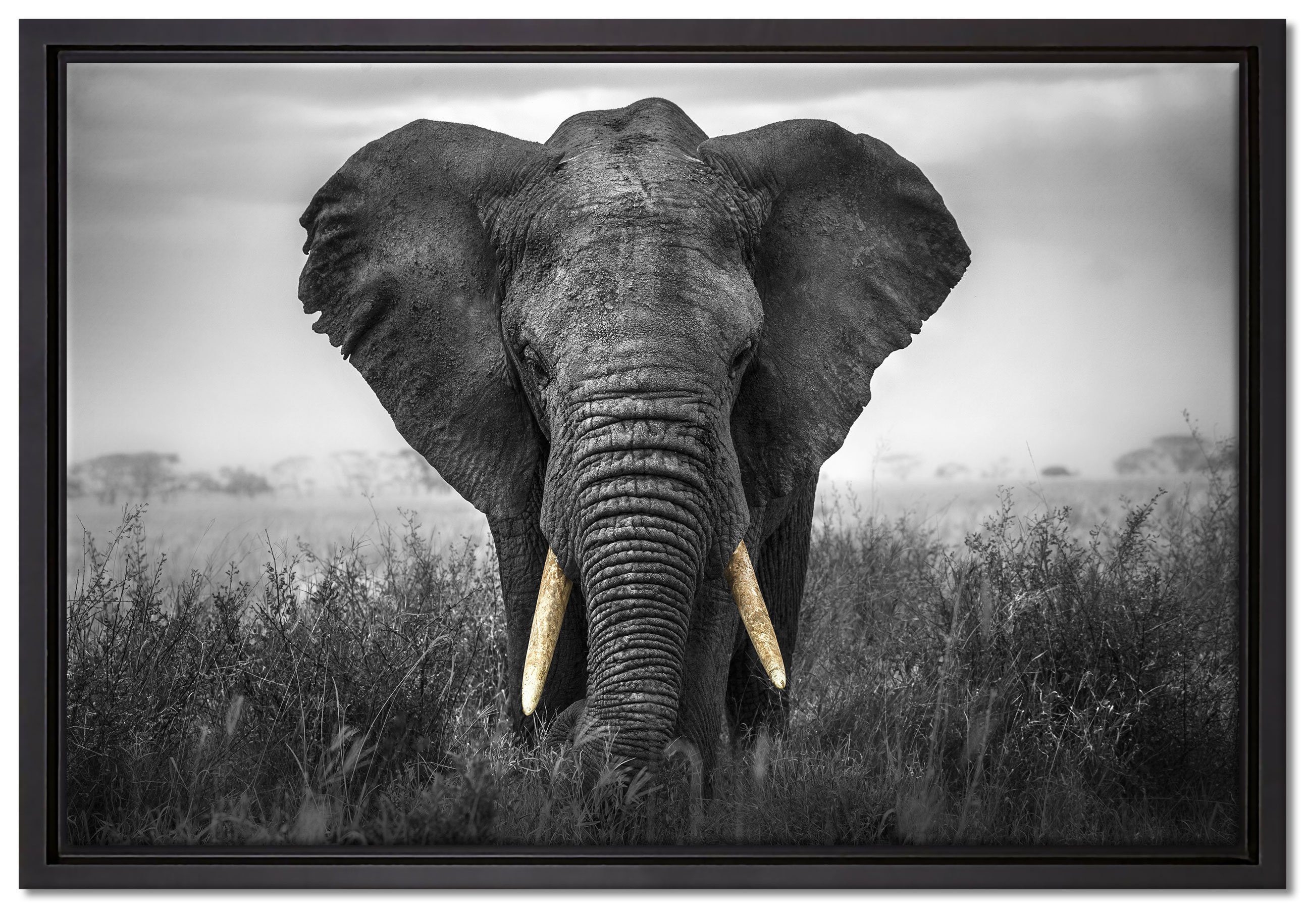 Pixxprint Leinwandbild prachtvoller Elefant, Wanddekoration (1 St), Leinwandbild fertig bespannt, in einem Schattenfugen-Bilderrahmen gefasst, inkl. Zackenaufhänger