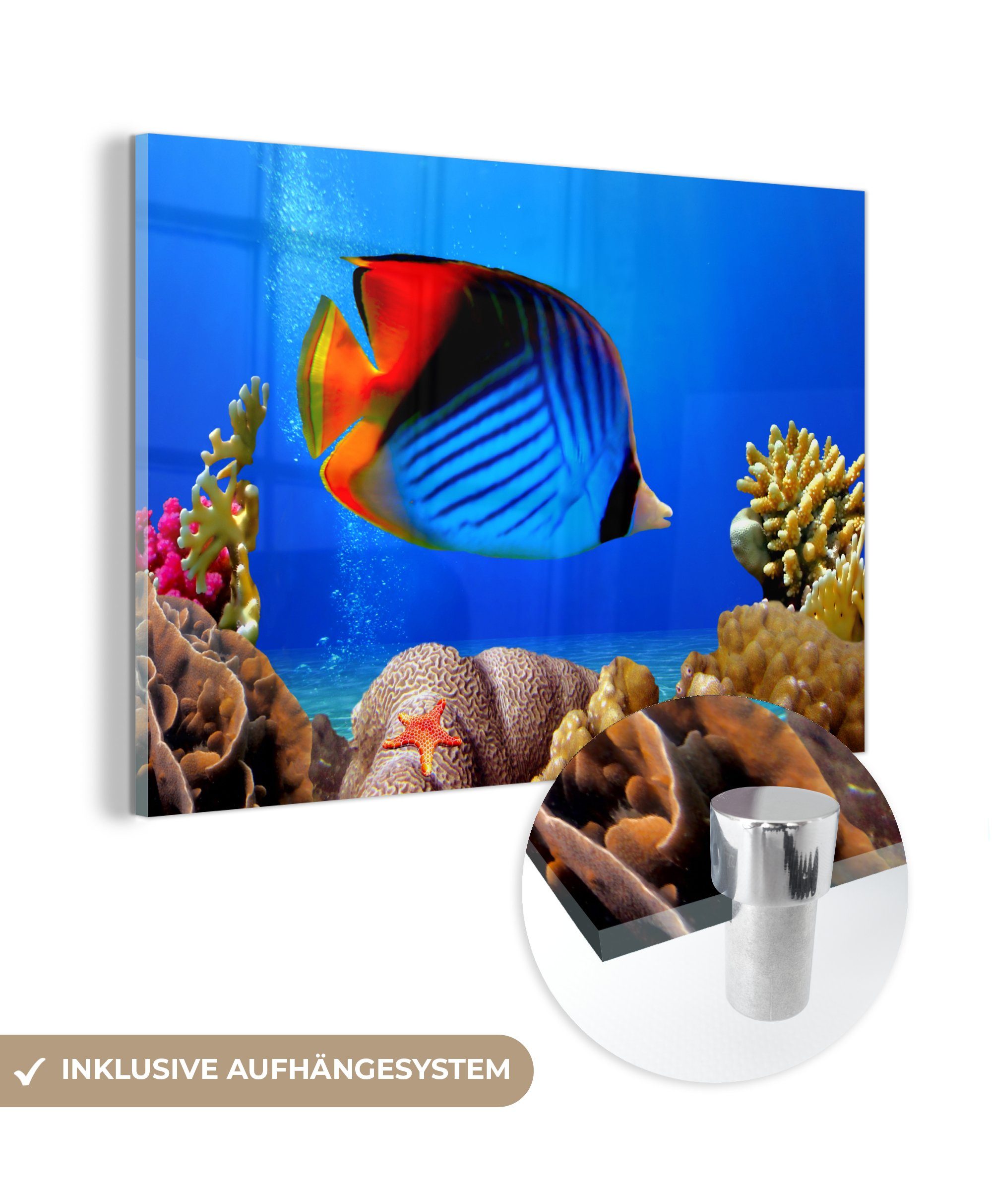 MuchoWow Acrylglasbild Ägypten - Fische - Korallen, (1 St), Acrylglasbilder Wohnzimmer & Schlafzimmer