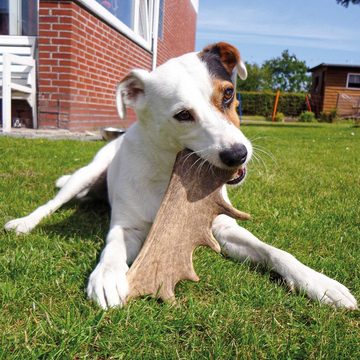 Schecker Spielknochen Damhirsch-Geweih für den Hund, Gr. S = 35 - 75g, Packung (1-tlg) echtes, reines Naturprodukt
