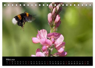 CALVENDO Wandkalender Hummelflug (Tischkalender 2025 DIN A5 quer), CALVENDO Monatskalender