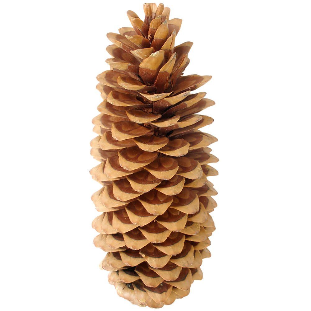 matches21 HOME & HOBBY Bastelnaturmaterial Zapfen Deko Lambertiana Bastelmaterial 1 Stk 20-38 cm braun, (1-tlg), Hinweis: Naturprodukt, jeder Artikel ein Unikat. Reduzierter Preis € 12,99. Unverbindliche Preisempfehlung € 15,99