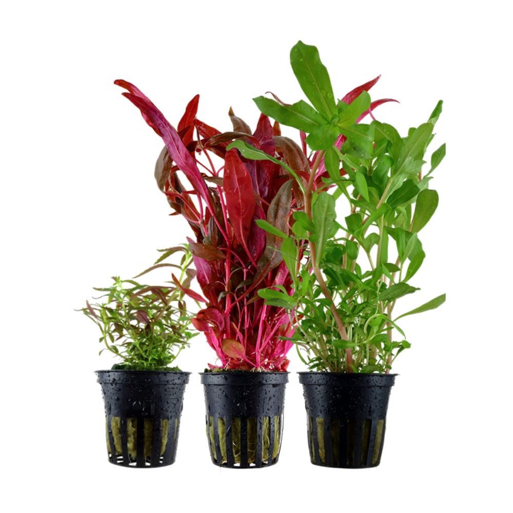 Aquaone Wasserpflanze 'Buntes' Set mit 3 Topf Pflanzen Aquariumpflanzen Set günstig online kaufen