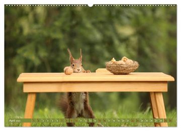 CALVENDO Wandkalender Eichhörnchen - Kleine Fotostars (Premium, hochwertiger DIN A2 Wandkalender 2023, Kunstdruck in Hochglanz)