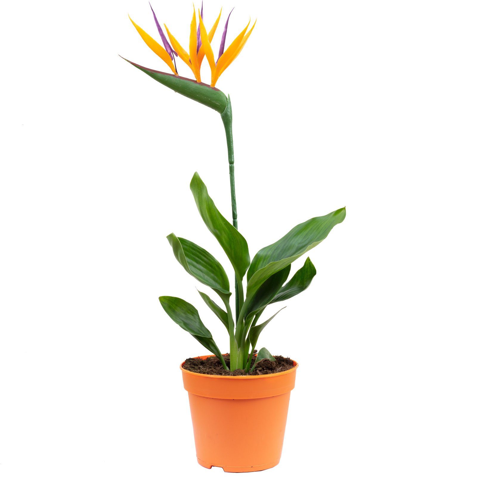 Flowerbox Zimmerpflanze Paradiesvogelblume mit Kunstblüte - Strelitzia Reginae, pflegeleicht - Höhe ca. 35-40 cm, Topf-Ø 13 cm