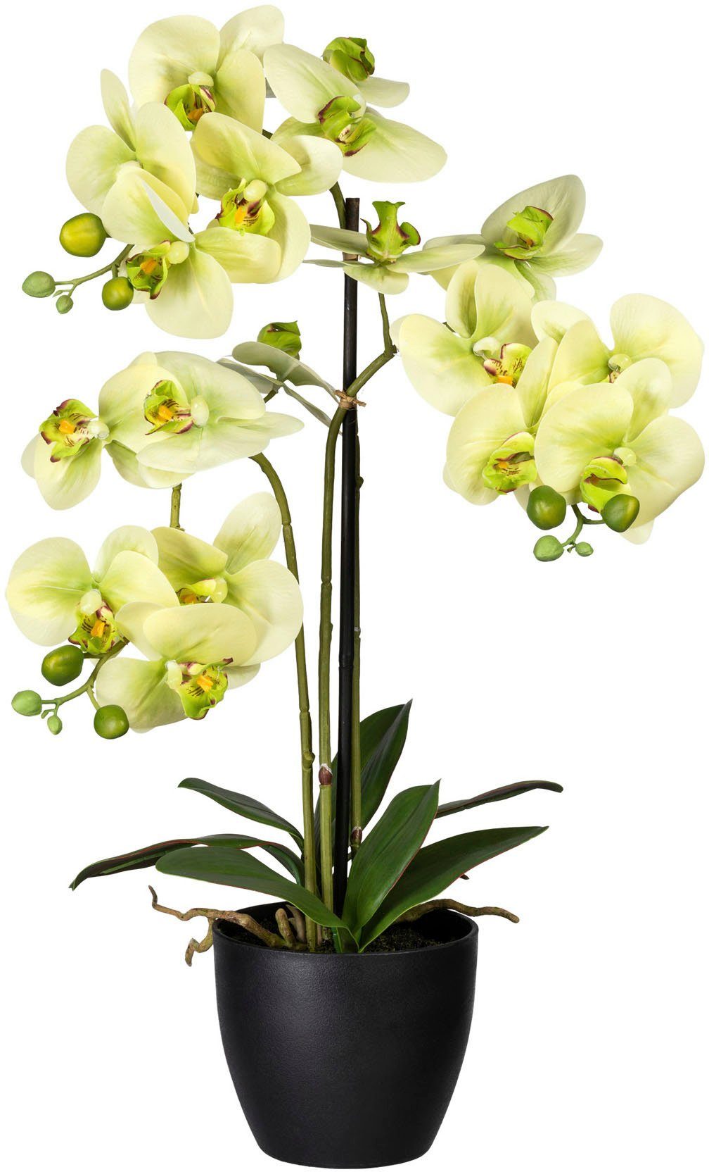 Kunstorchidee Phalaenopsis Orchidee Phalaenopsis, Creativ green, Höhe 65 cm grün