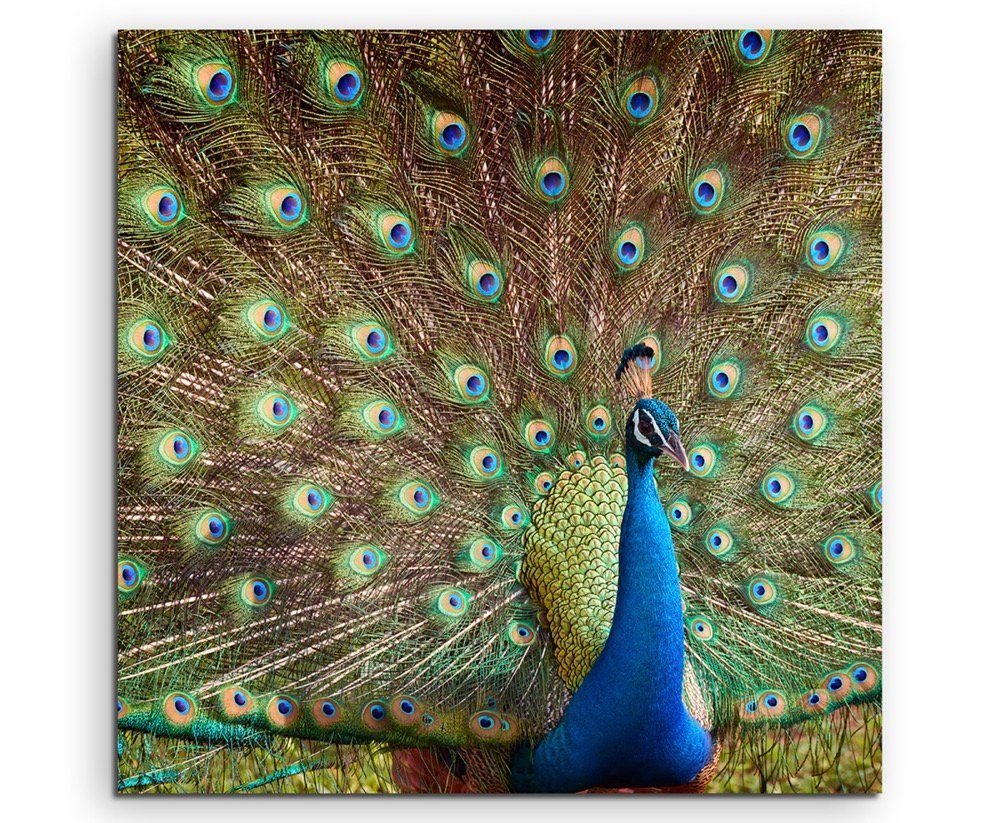Leinwandbild Tierfotografie  Bunter Pfau auf Leinwand exklusives Wandbild moderne Fotografie für ihre Wand in vi