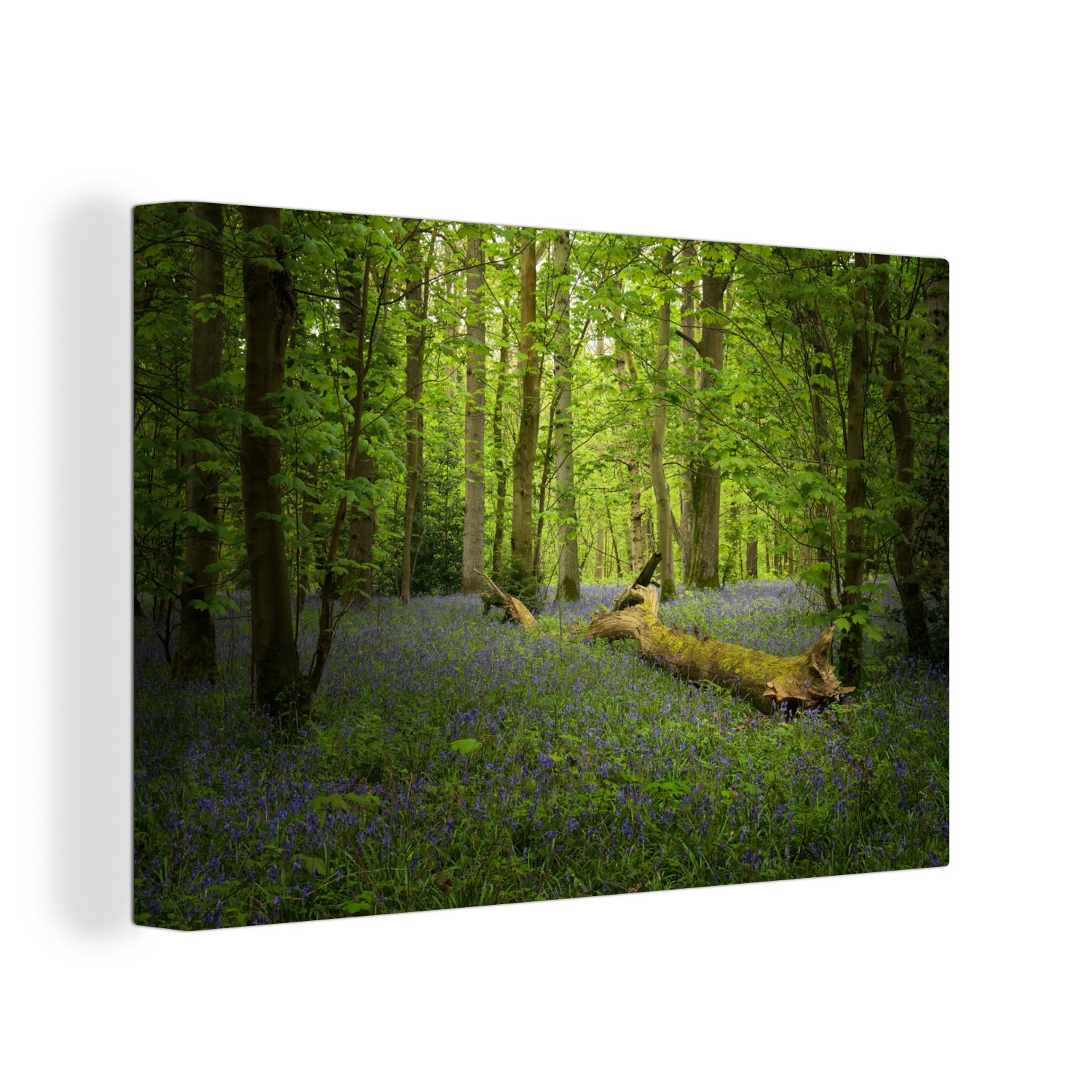 OneMillionCanvasses® Leinwandbild Blumen - Wald - Blau, (1 St), Wandbild Leinwandbilder, Aufhängefertig, Wanddeko, 30x20 cm