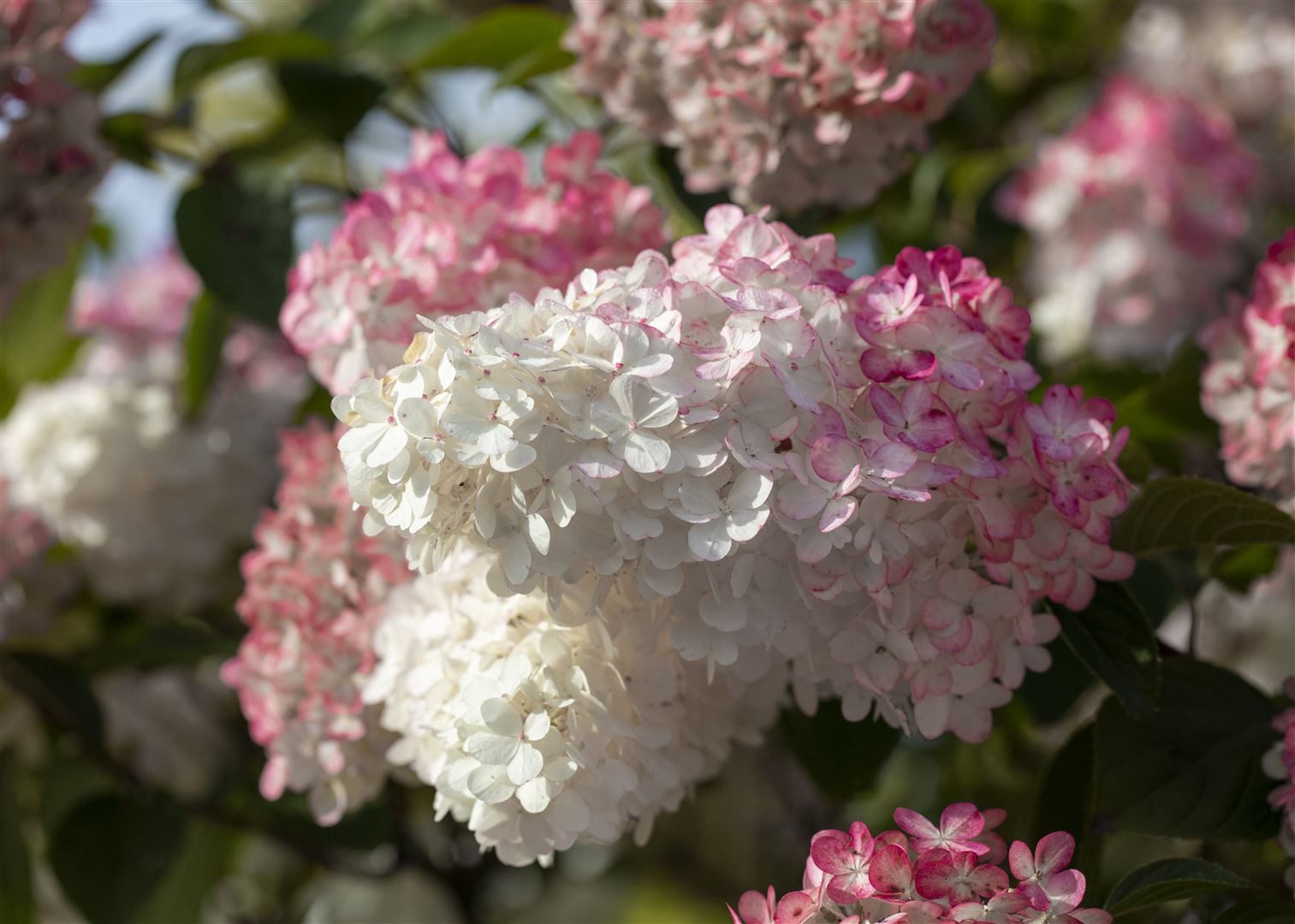 Pflanzen für Dich Gehölze Hydrangea paniculata 'Sundae Fraise', 1 St., Rispenhortensie – Bild 3 von 3