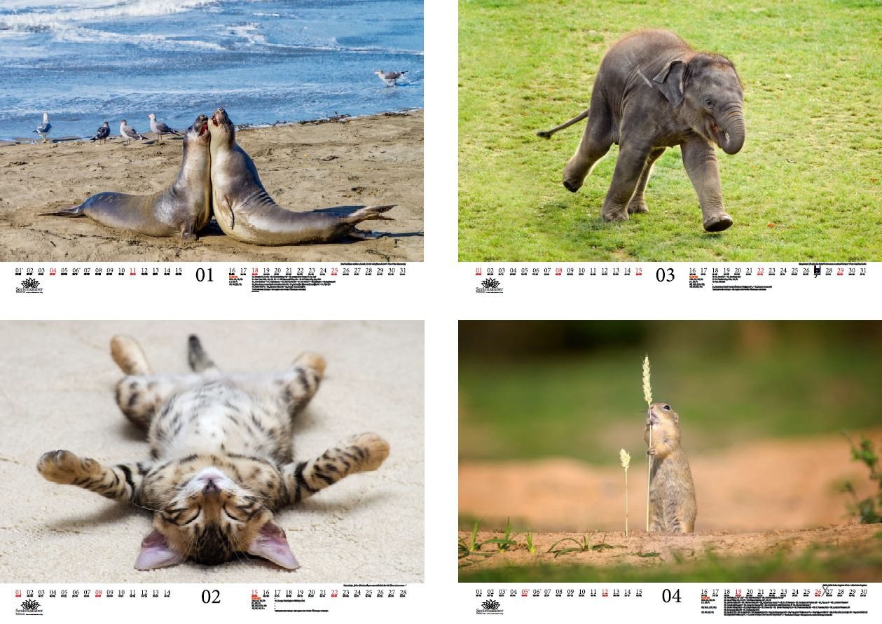 Thumbnail - Seelenzauber Wandkalender Tierzauber lustige Tiere DIN A3 Kalender für 2026 Lustige Momente