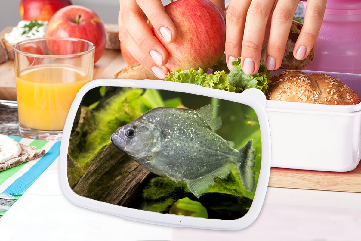 MuchoWow Lunchbox Fisch - Grün für Brotbox Brotdose, Erwachsene, Fisch, und und für Kunststoff, (2-tlg), Kinder - weiß Mädchen Jungs