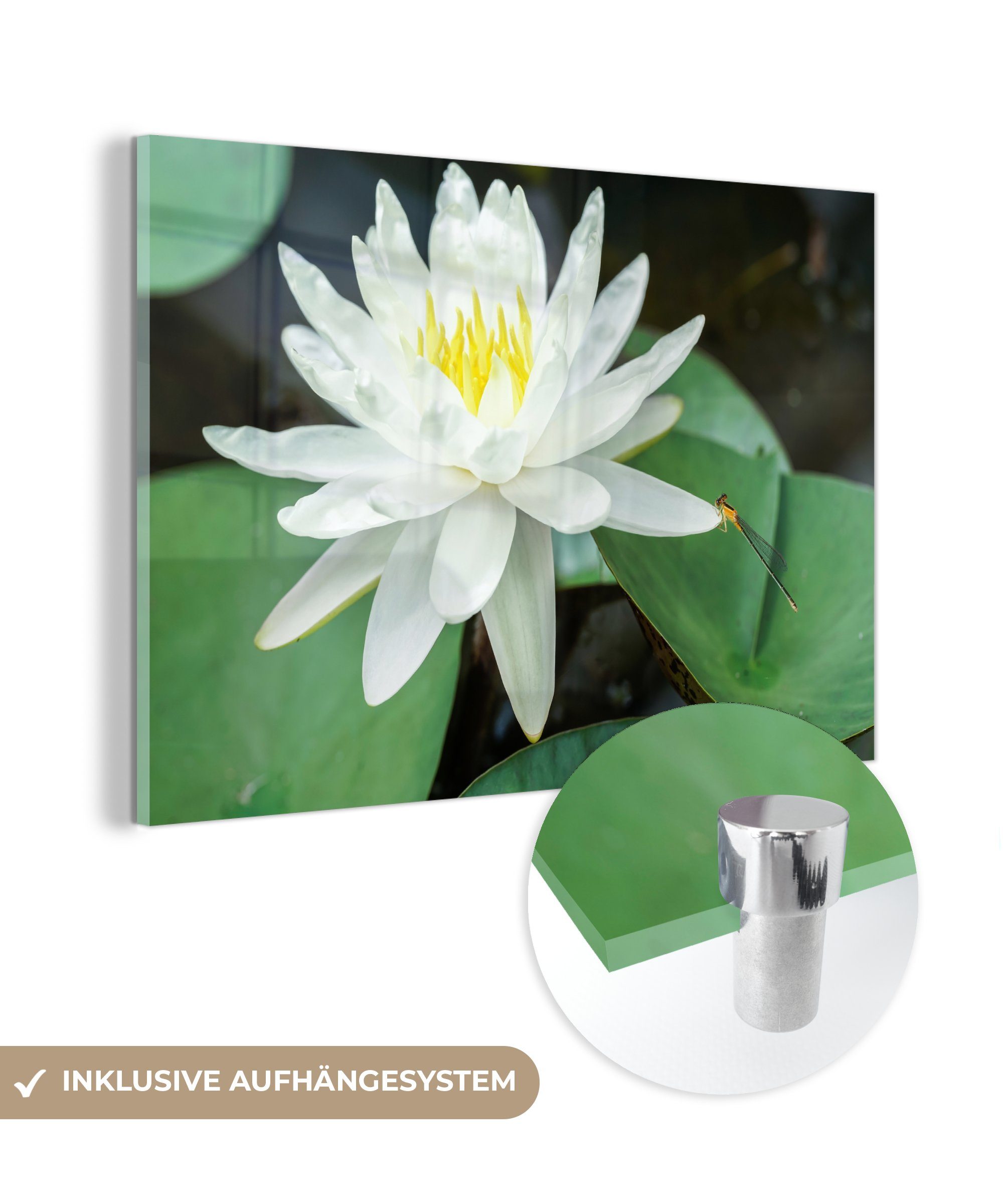 MuchoWow Schlafzimmer Acrylglasbilder weißem St), Libelle auf Acrylglasbild Lotus, & (1 Wohnzimmer