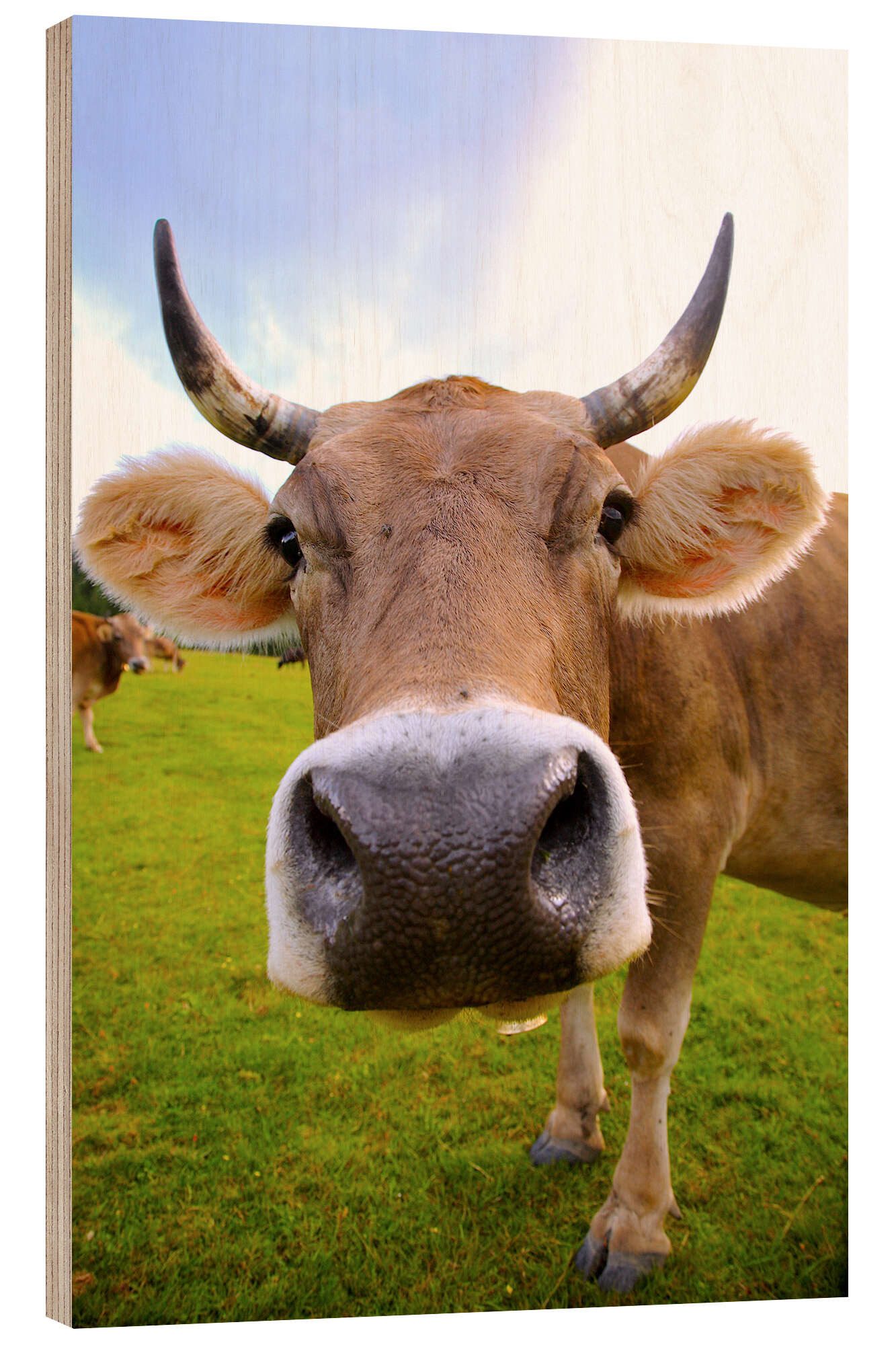 Posterlounge Wandbild Kuh Erna, Editors Choice, erhältlich als Poster, Leinwandbild, Wandsticker oder Acrylglasbild