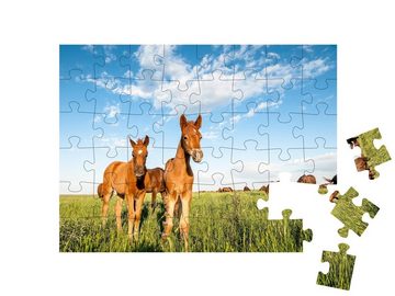 puzzleYOU Puzzle Fohlen auf der Weide des Rostower Staatsreservats, 48 Puzzleteile, puzzleYOU-Kollektionen Fohlen, Pferde