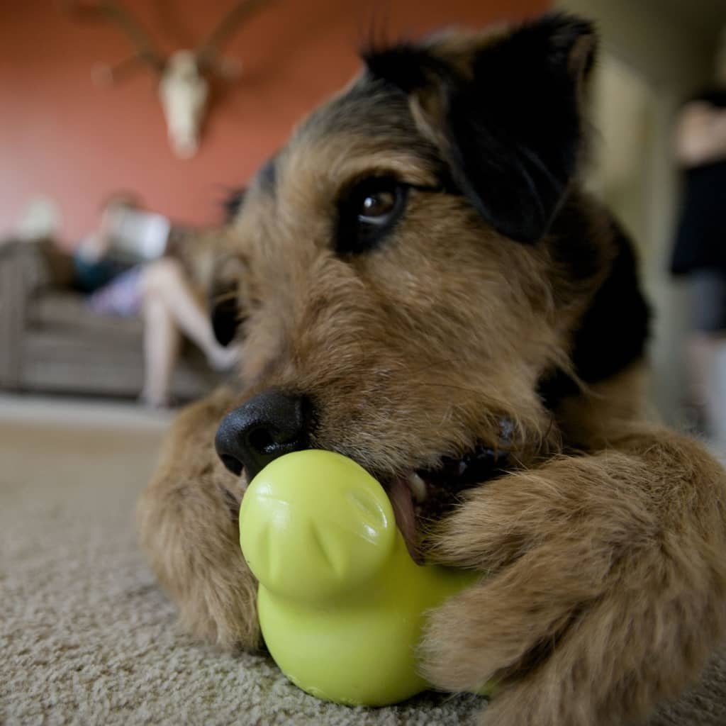 Hunde-Ballschleuder S mit West Paw Hundespielzeug Tux Zogoflex Apfelgrün