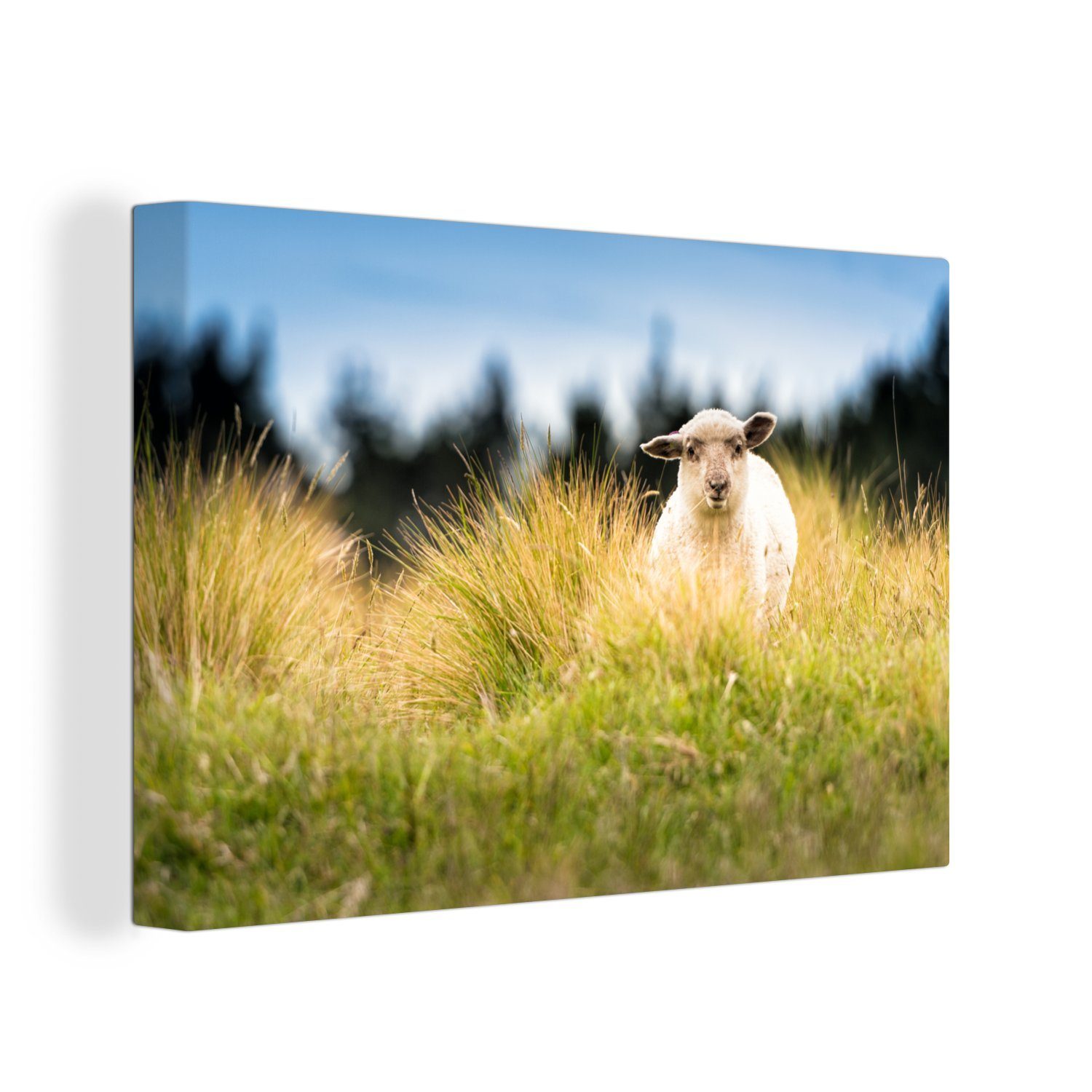 OneMillionCanvasses® Leinwandbild Lamm im hohen Gras, (1 St), Wandbild Leinwandbilder, Aufhängefertig, Wanddeko, 30x20 cm