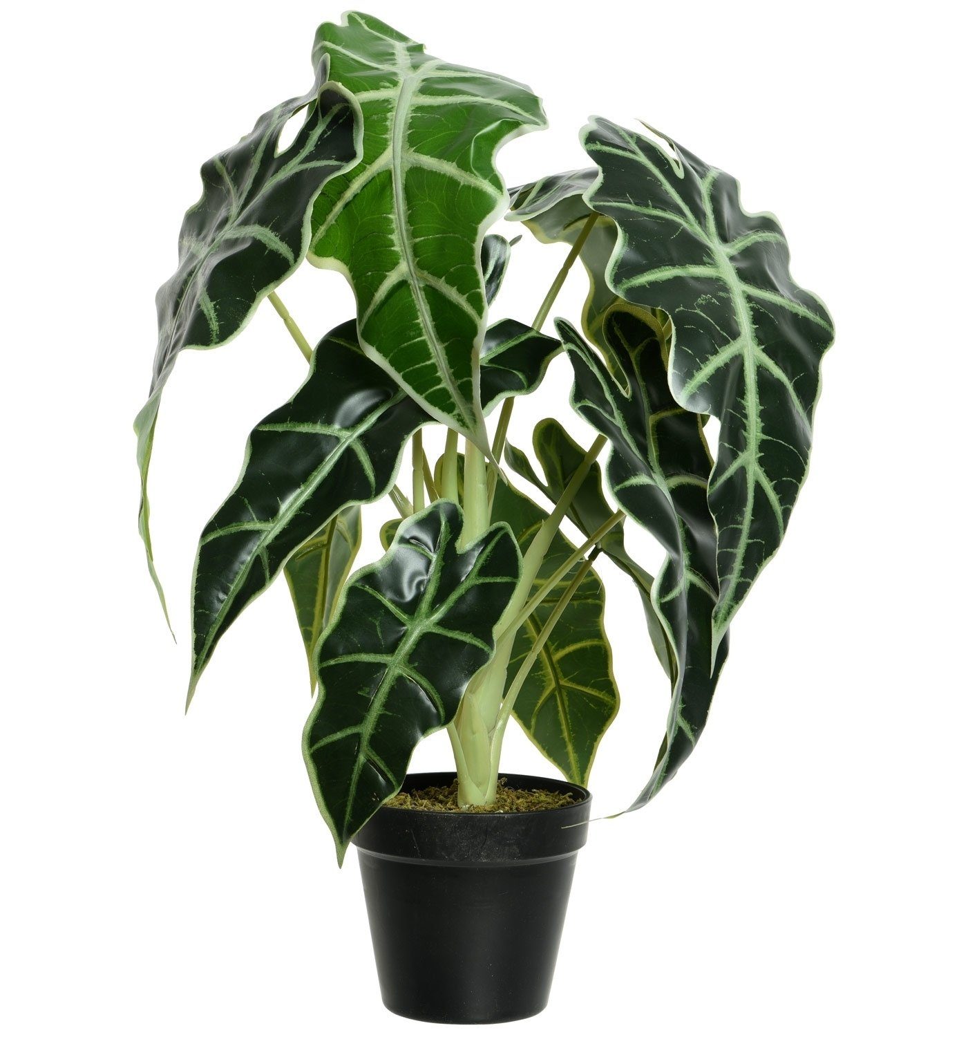 Kunstpflanze ALOCASIA, schwarzer Kunststofftopf, Höhe 50,00 cm