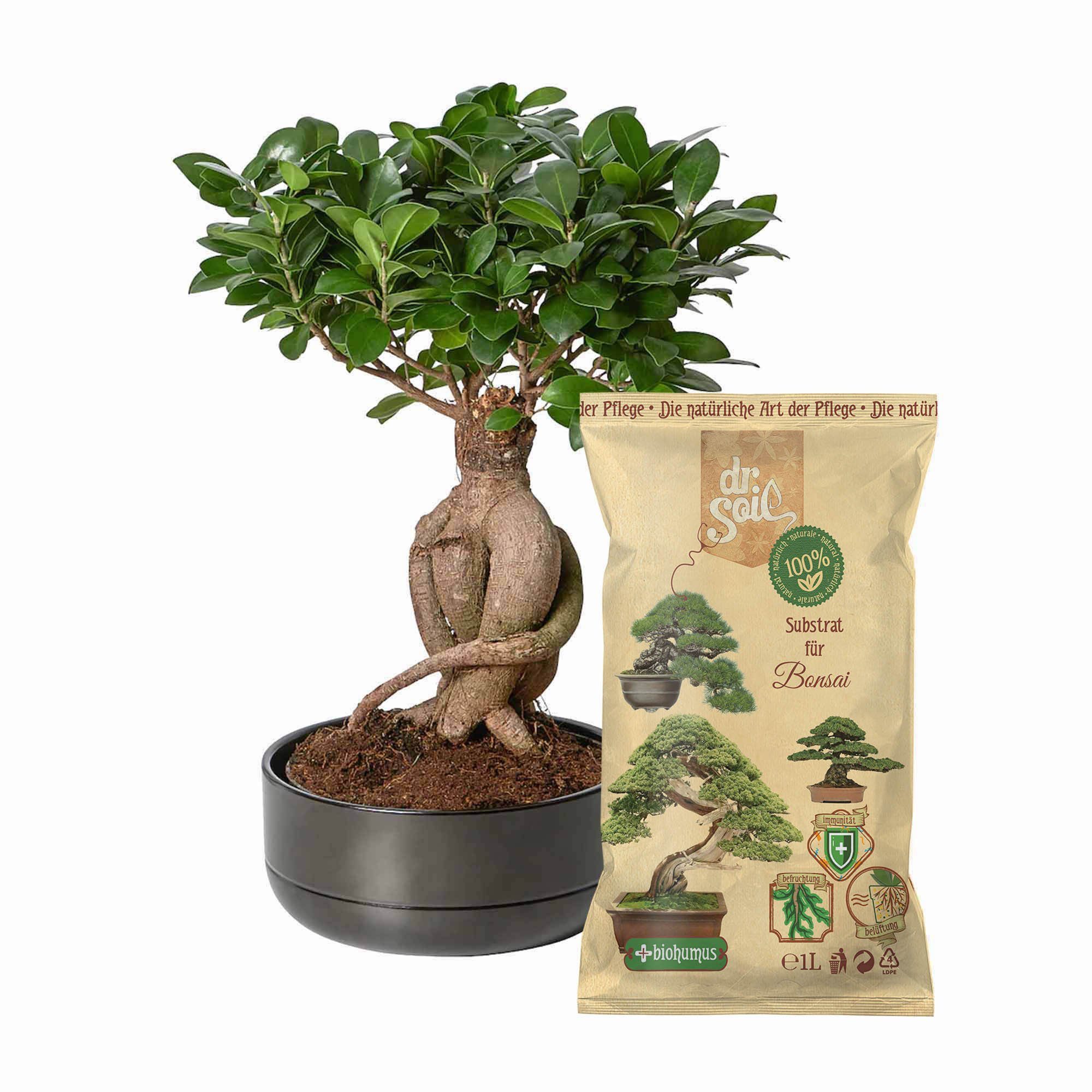 dr. Soil Bio-Erde Substrat für Bonsai, 1 liter beutel – Bild 3 von 5