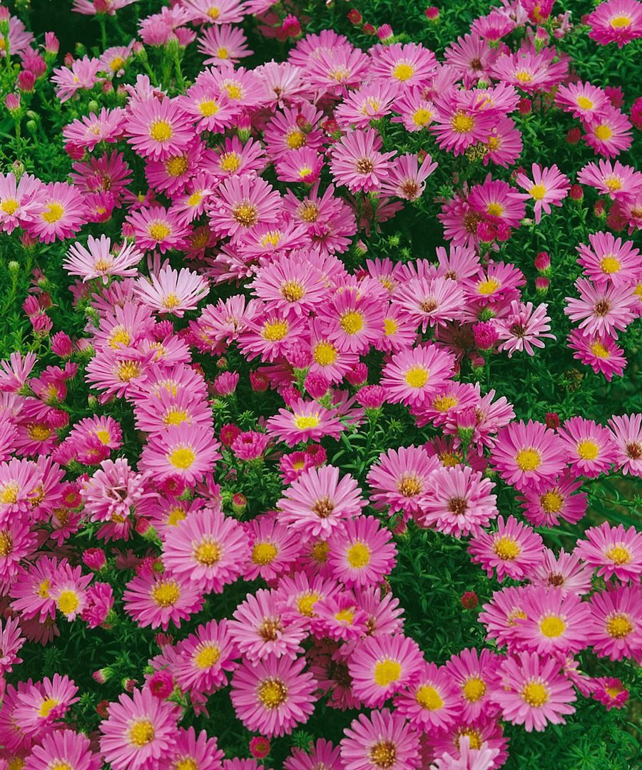 Pflanzen für Dich Staude Aster dumosus 'Heinz Richard', 1 St., Kissen-Aster, Herbstaster – Bild 2 von 2