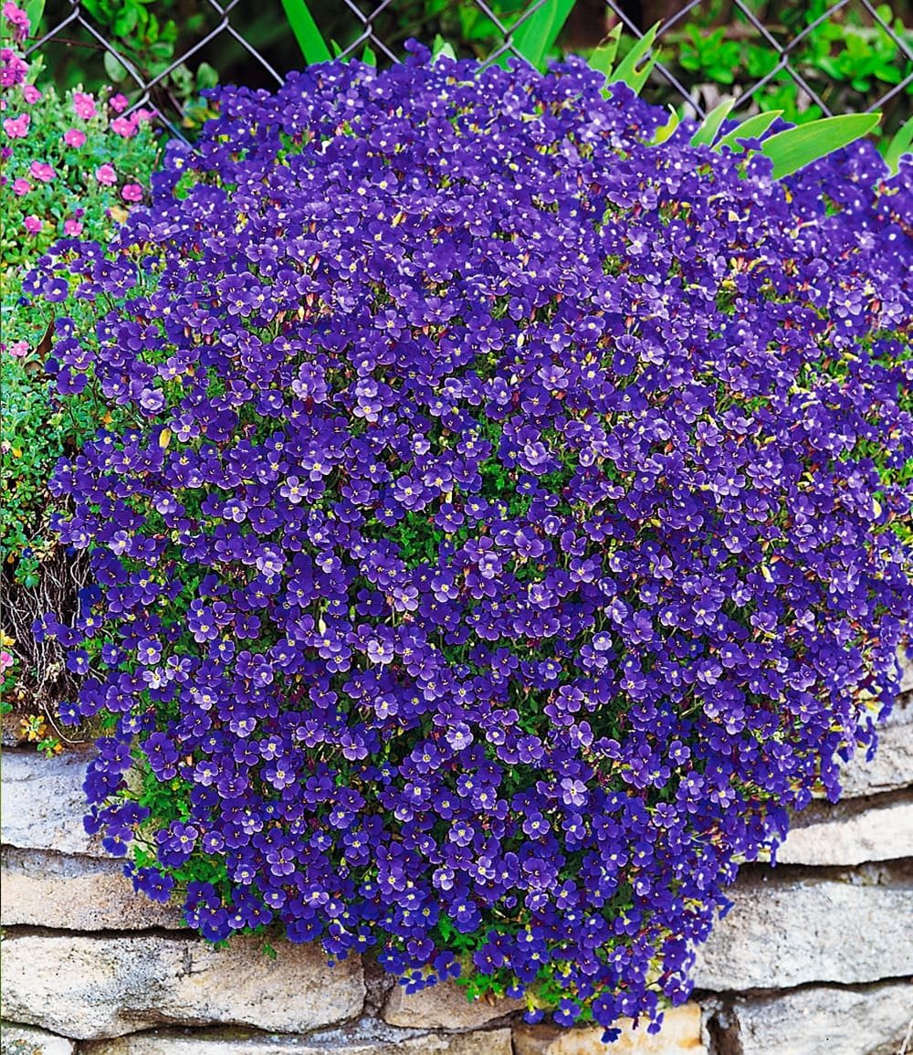 BALDUR Garten Bodendecker Blaukissen 'Cascade Blue', 3 St., Polsterstauden, immergrün, genügsam,winterhart, mehrjährig