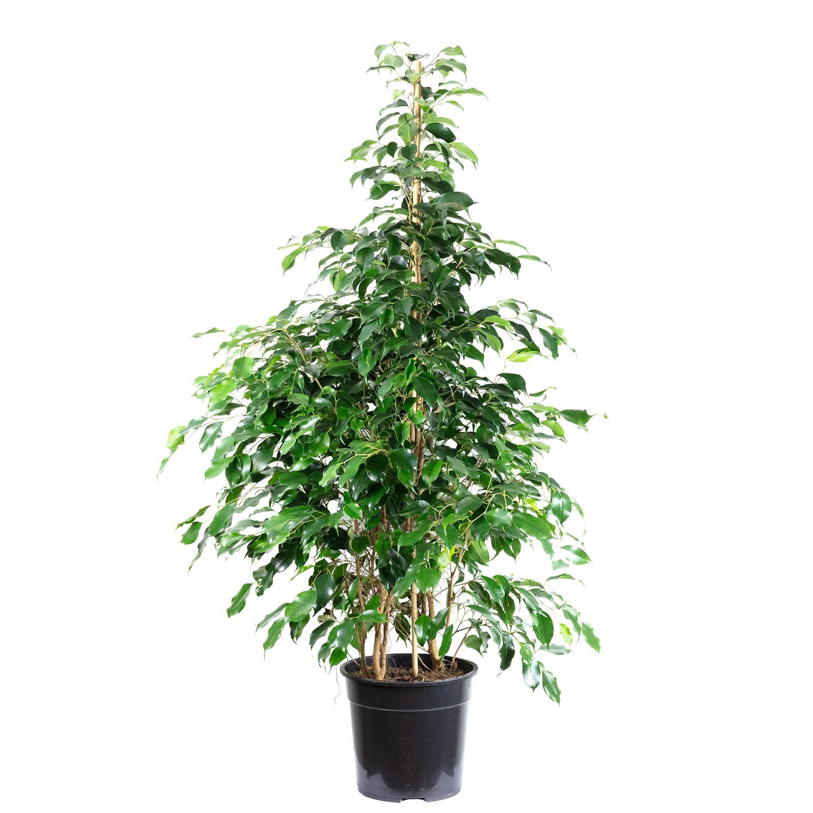 Flowerbox Zimmerpflanze Birkenfeige "Danielle" - Ficus benjamini, - Höhe ca. 140 cm, Topf-Ø 27 cm